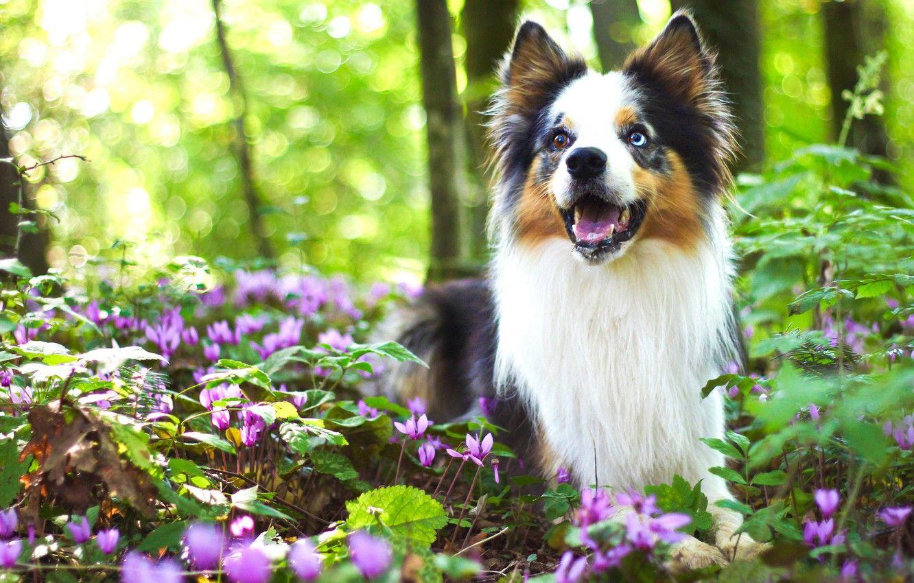 1332x850 Wallpaper greens, forest, look, flowers, nature, pose, background