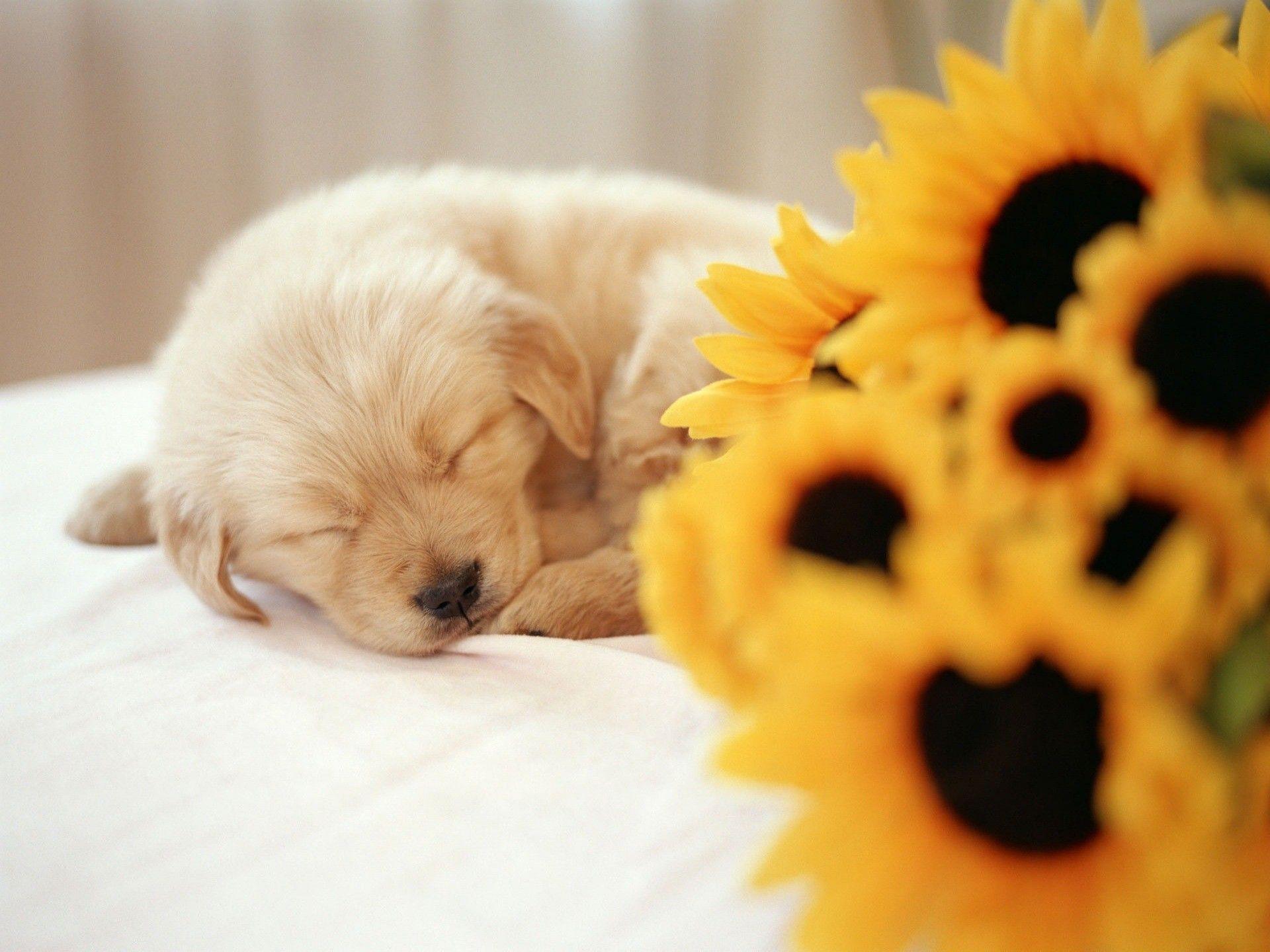 1920x1440 Spring Puppy Wallpaper