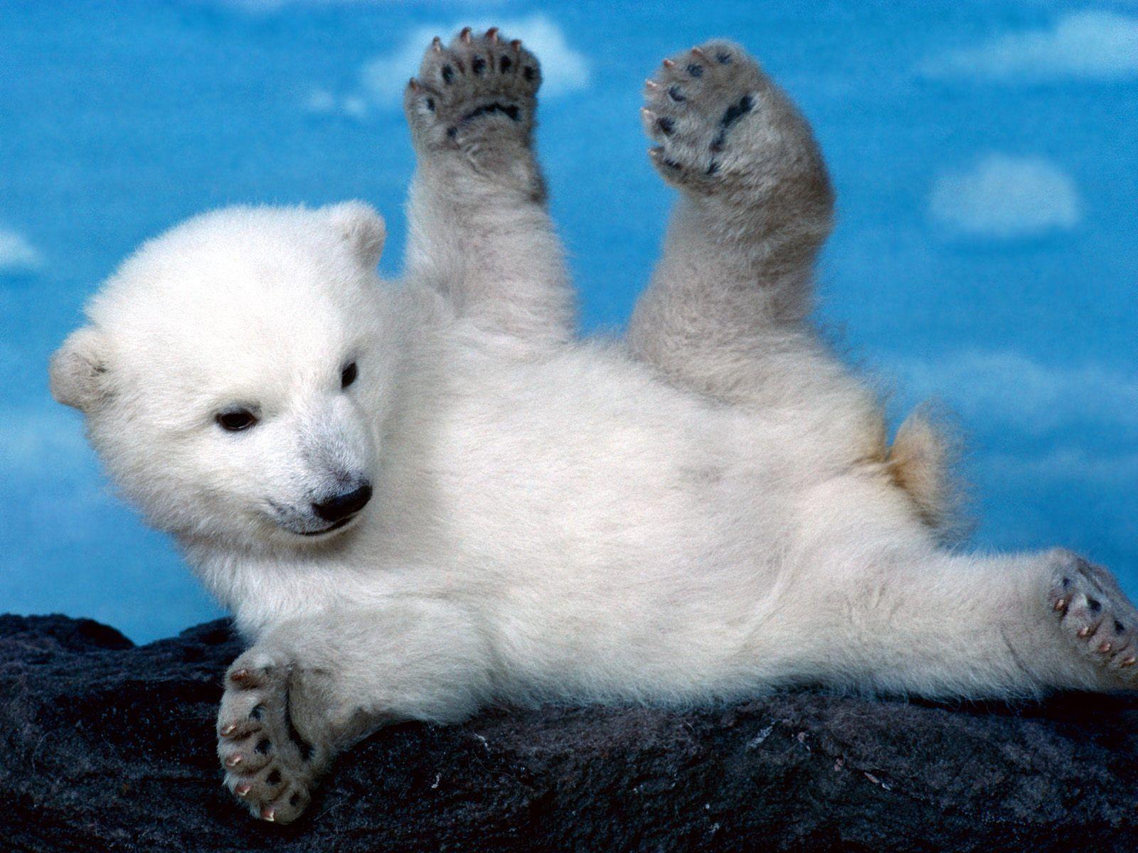 1600x1200 Whoops Polar Bear Wallpaper Bears Animals Wallpaper in jpg format