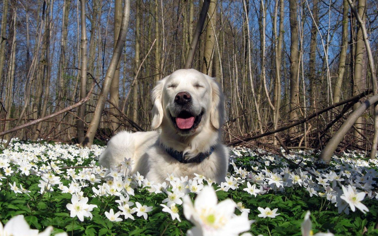 1280x800 Spring Dog Wallpaper