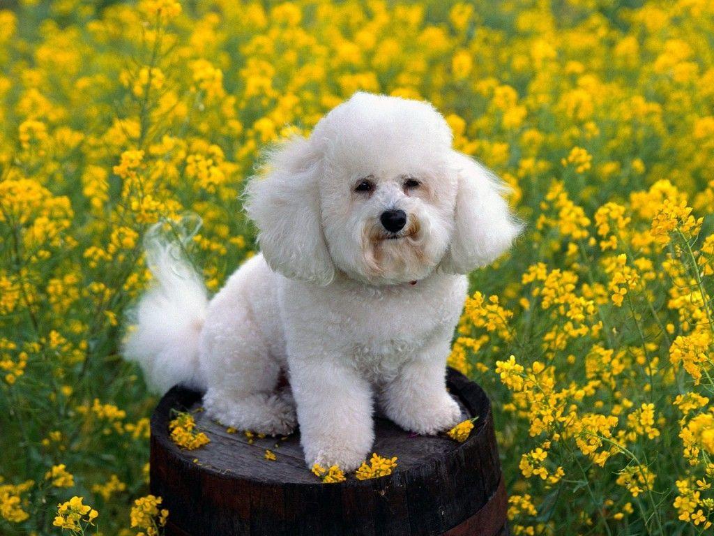 1024x768 Funny Spring Dog Wallpaper