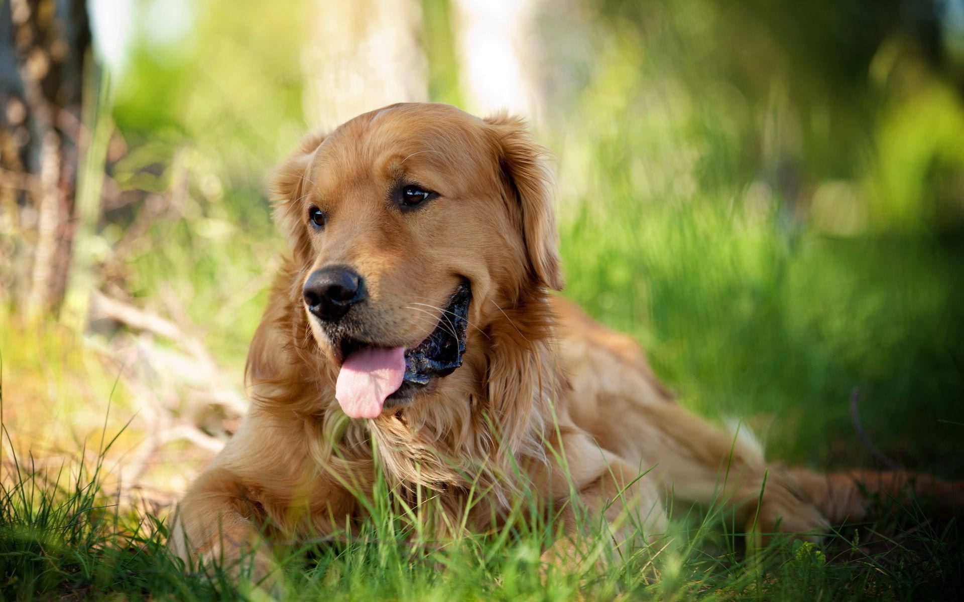 1920x1200 Golden Retriever Dog Wallpaper Picture 49694 1920x1200px
