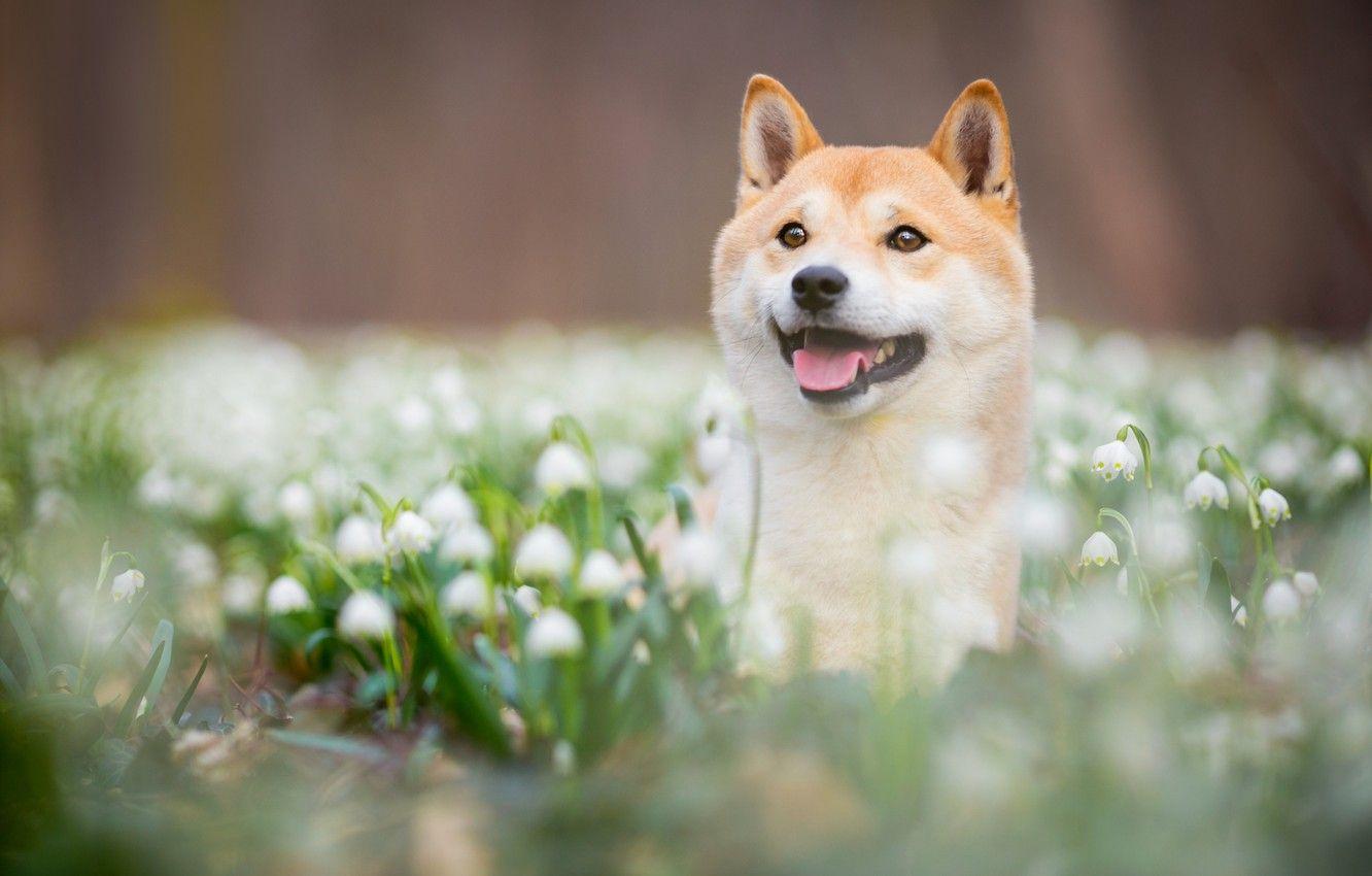 Spring Dogs Wallpapers - Top Free Spring Dogs Backgrounds - WallpaperAccess