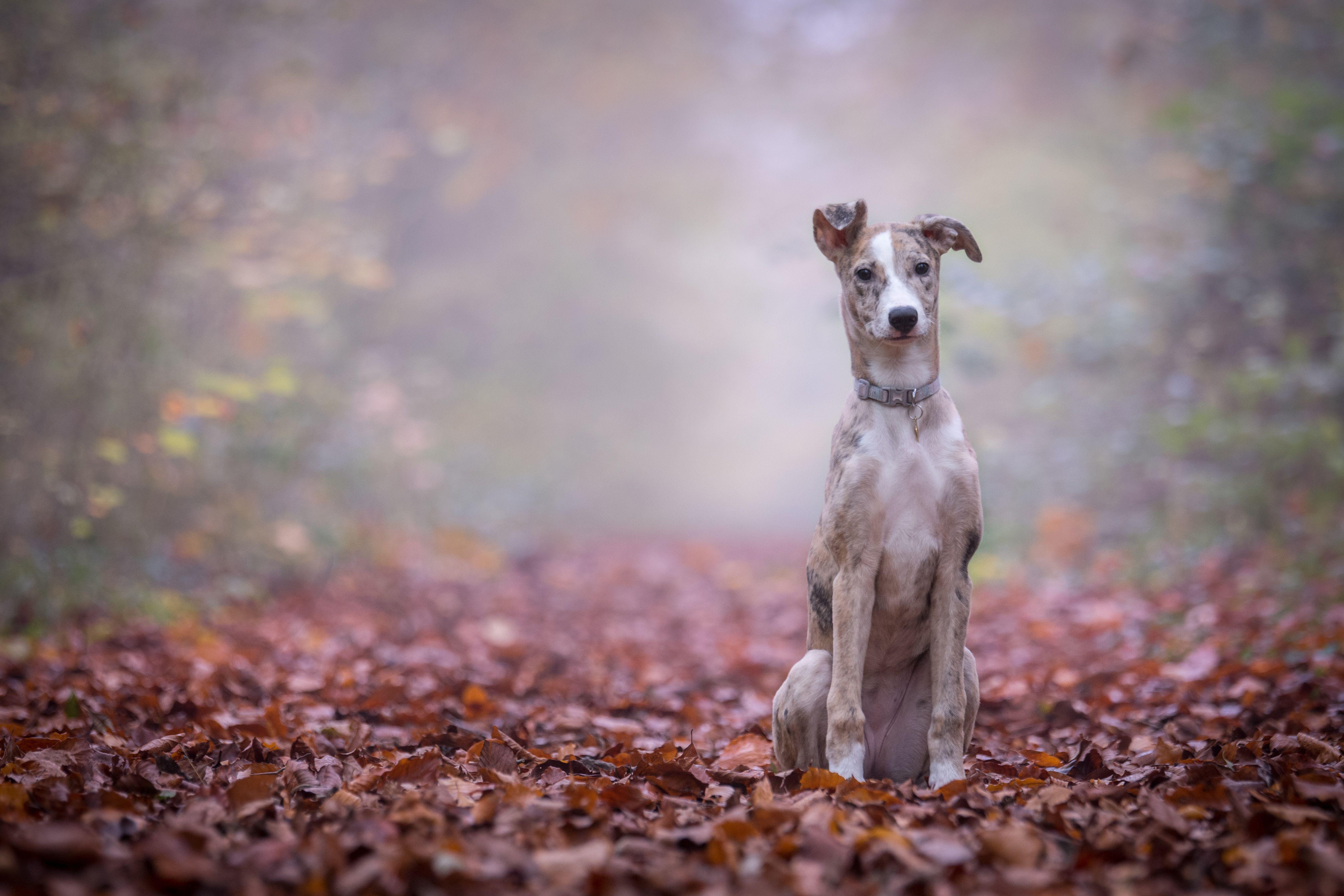 Земля собак. Собака с человеком Unsplash. Lurcher Dog. Осень дождь. Животные коллаж.