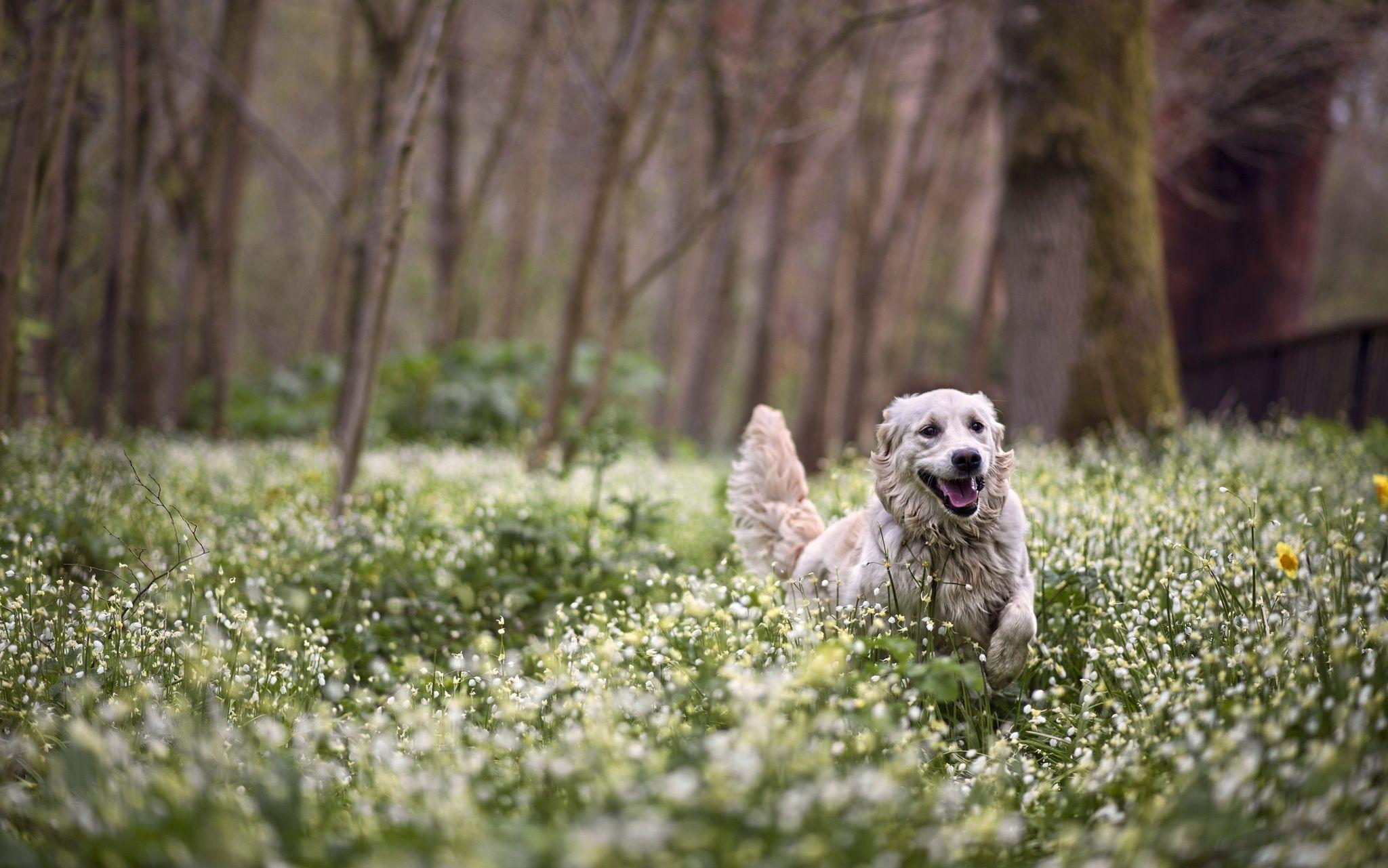 2048x1281 dog, Forest, Flowers, Spring Wallpaper HD / Desktop and Mobile