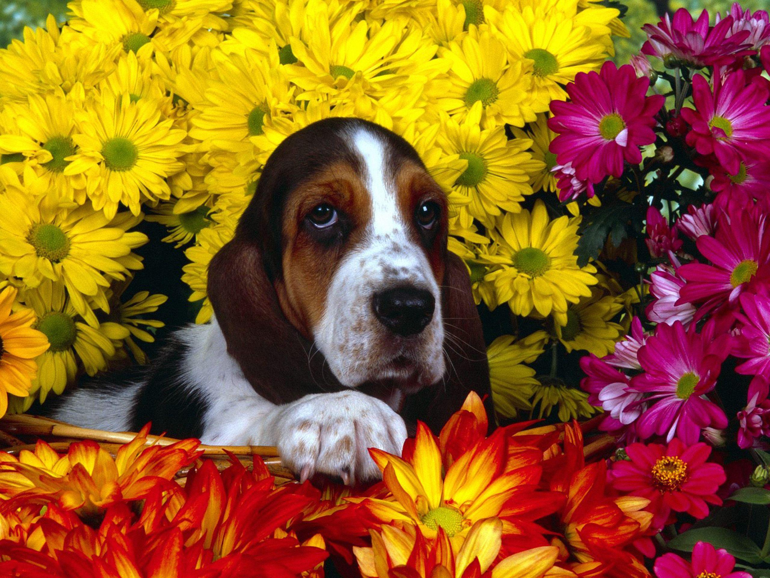 Spring Dog Wallpapers - Top Free Spring Dog Backgrounds - WallpaperAccess