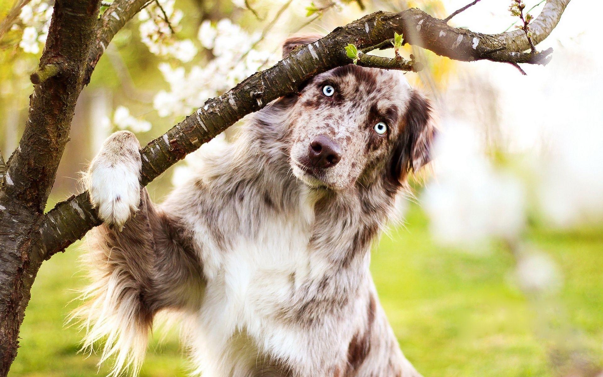1920x1200 Download wallpaper Aussie, fluffy dog, spring, Australian