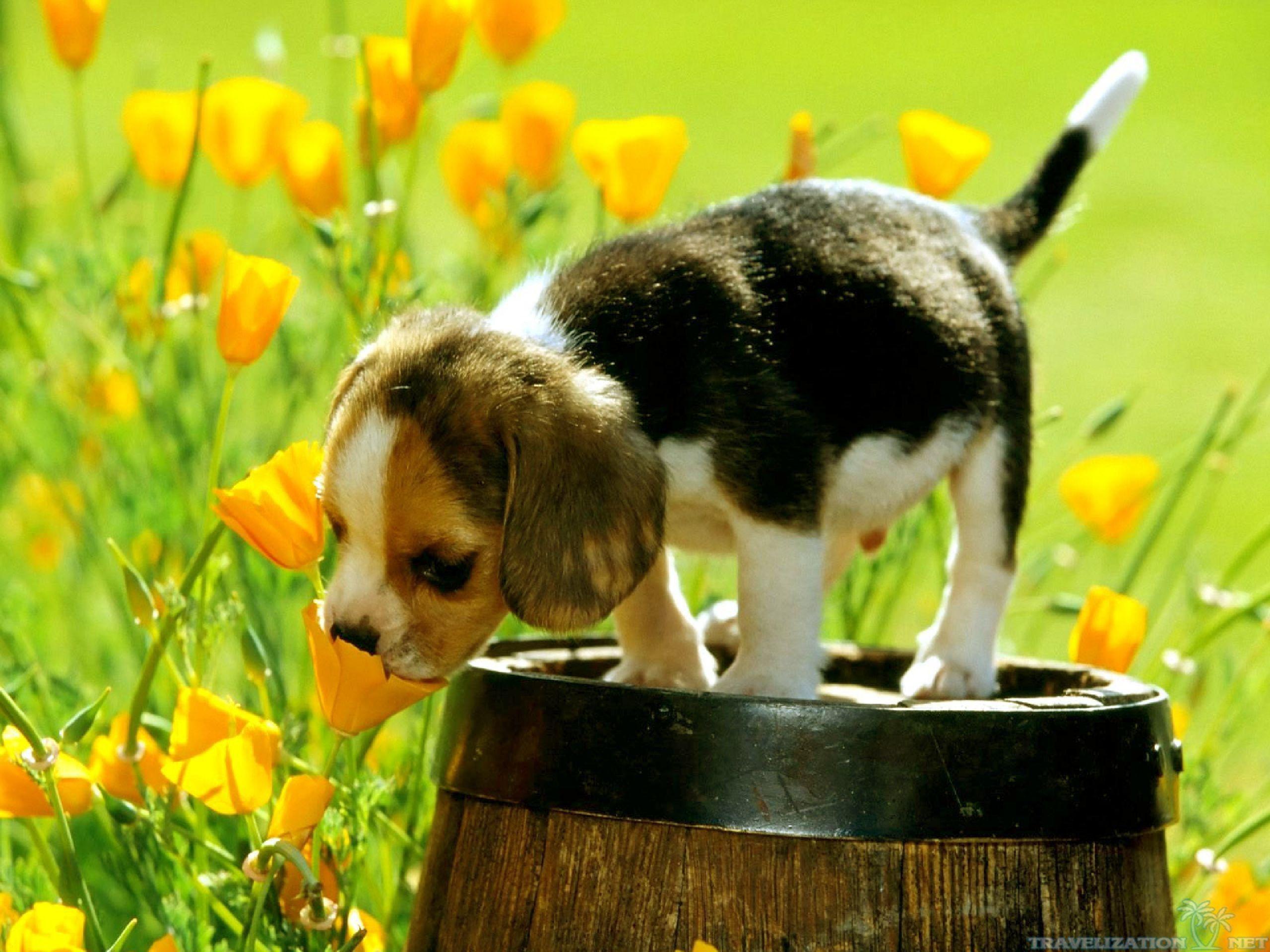 2560x1920 Puppies and Flowers Wallpaper