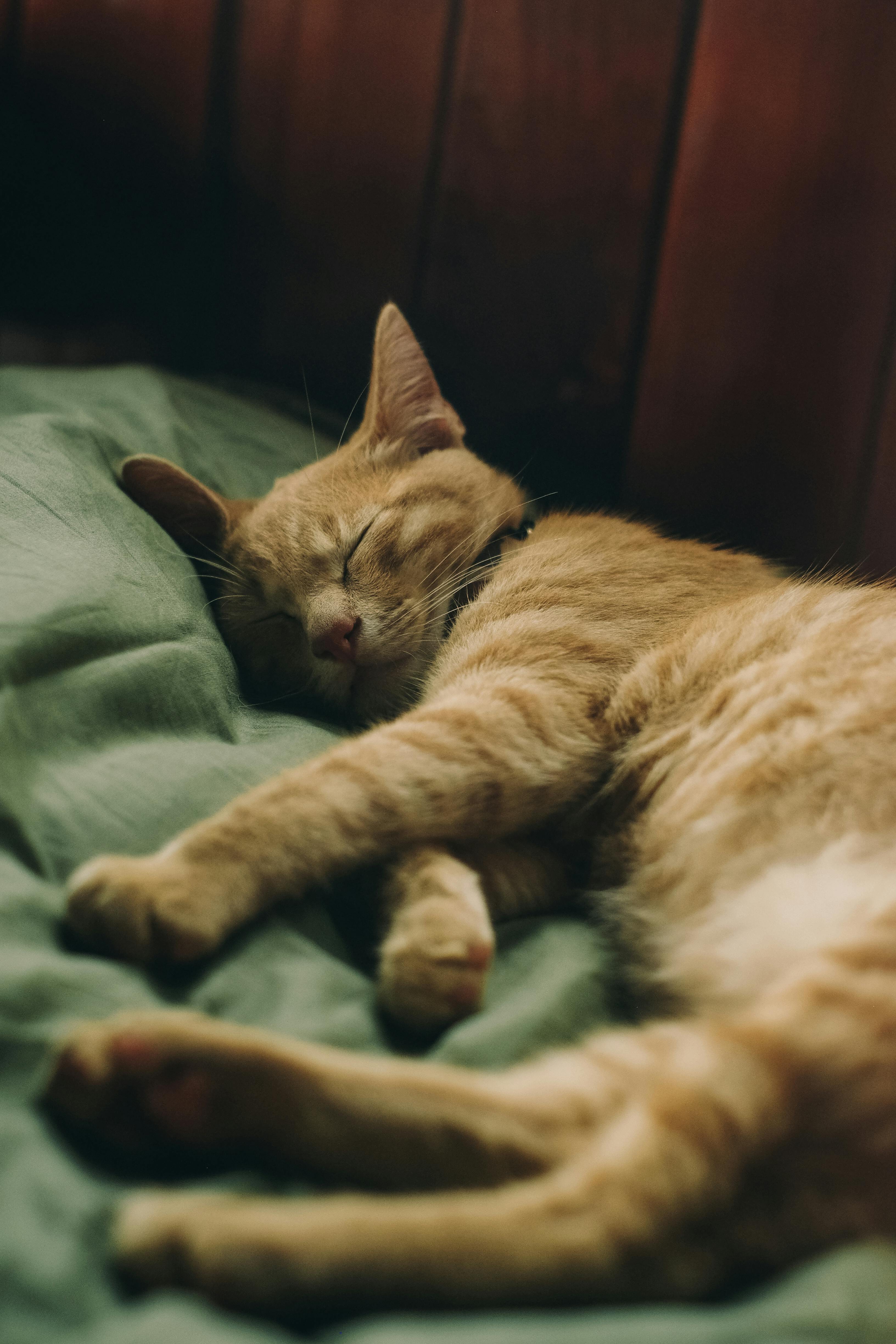 3264x4896 Sleeping Cat Photo, Download The BEST Free Sleeping Cat & HD Image