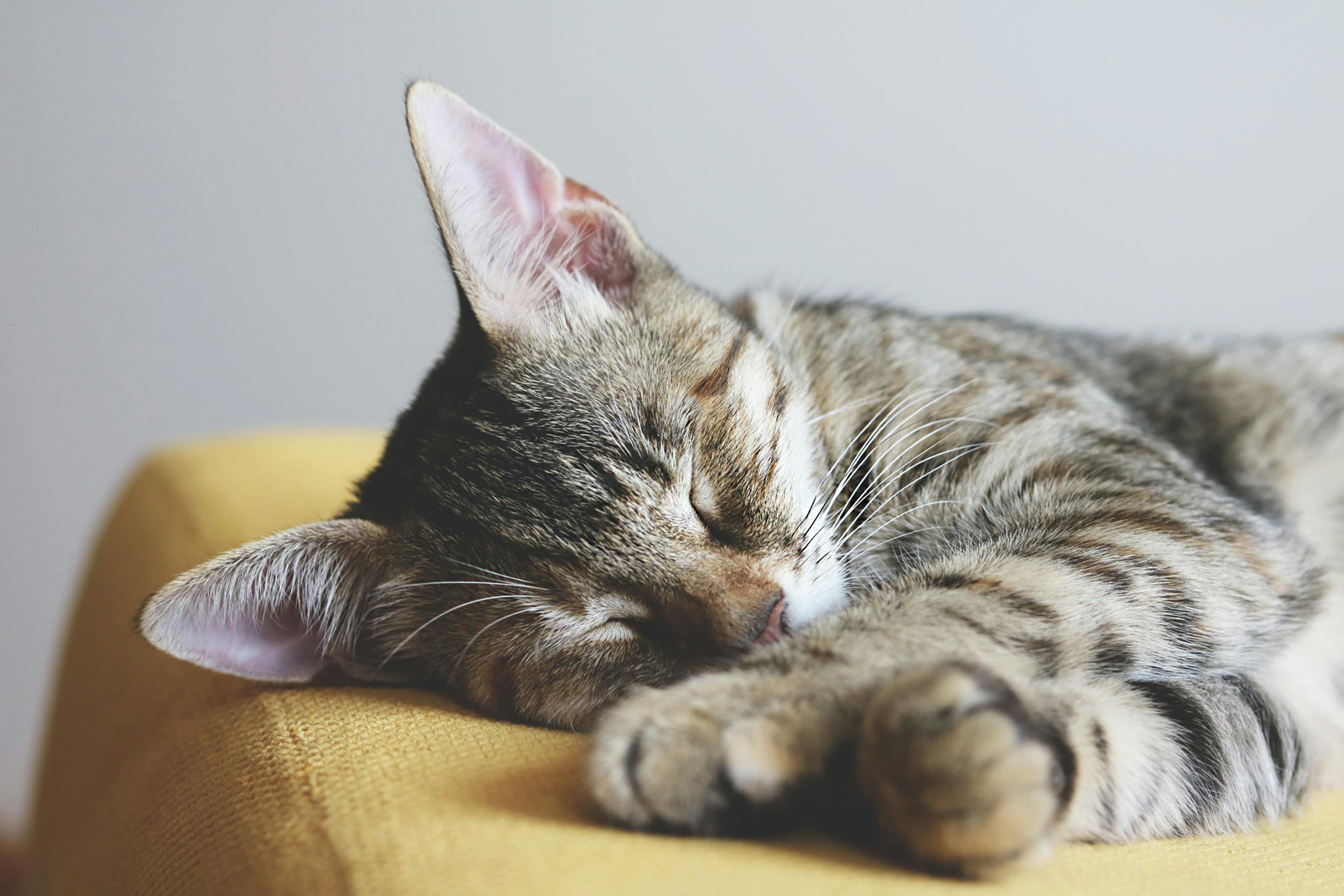 3000x2000 Sleeping Cat Photo, Download The BEST Free Sleeping Cat & HD Image