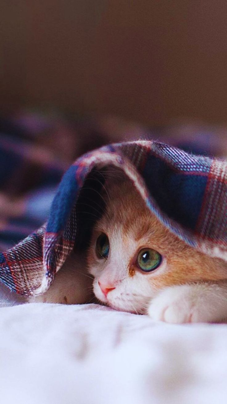 736x1308 I need more Sleep. Cats in Love Cool Wallpaper Aesthetic