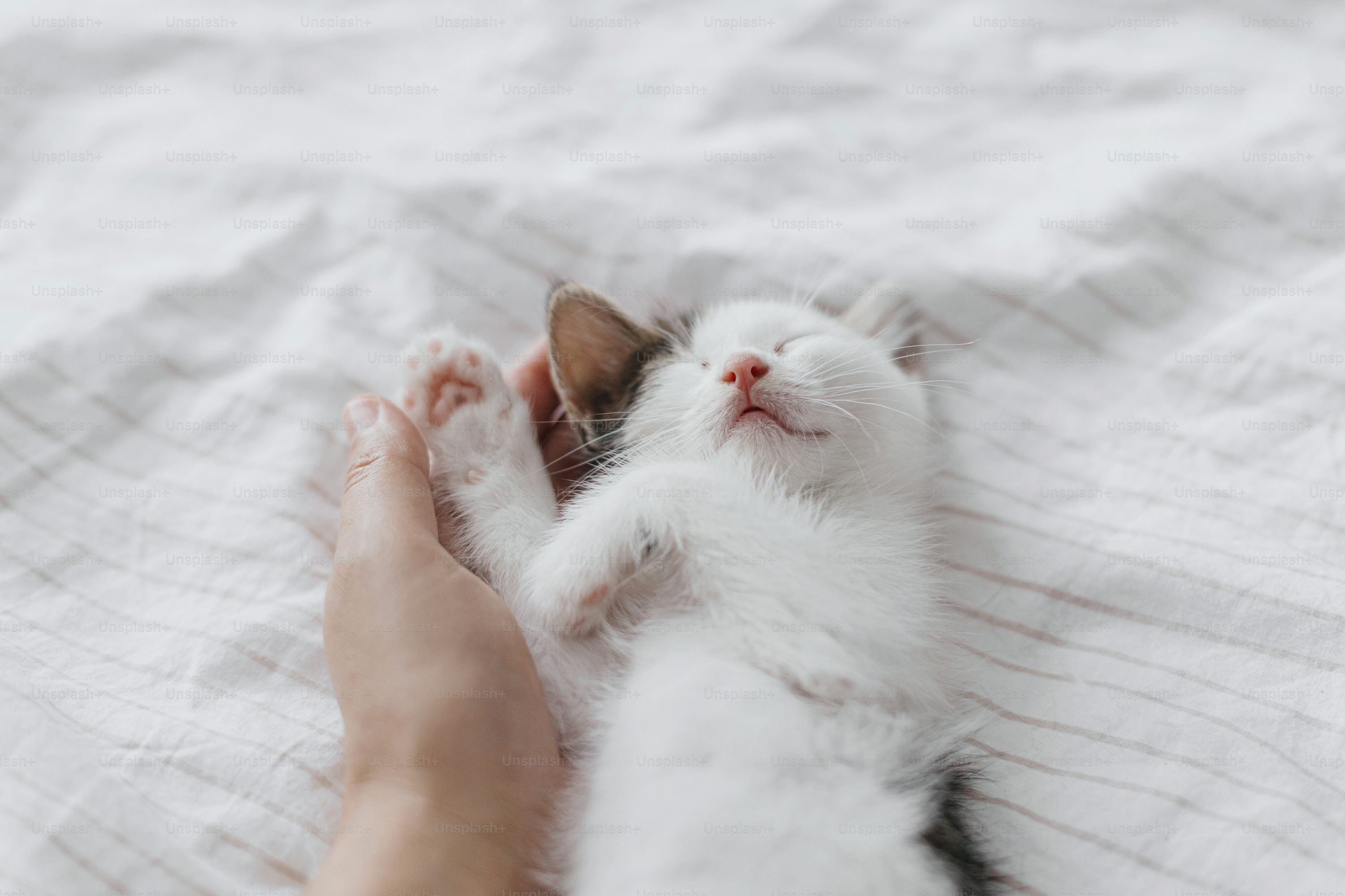 3000x2000 Sleepy Cat Picture. Download Free Image