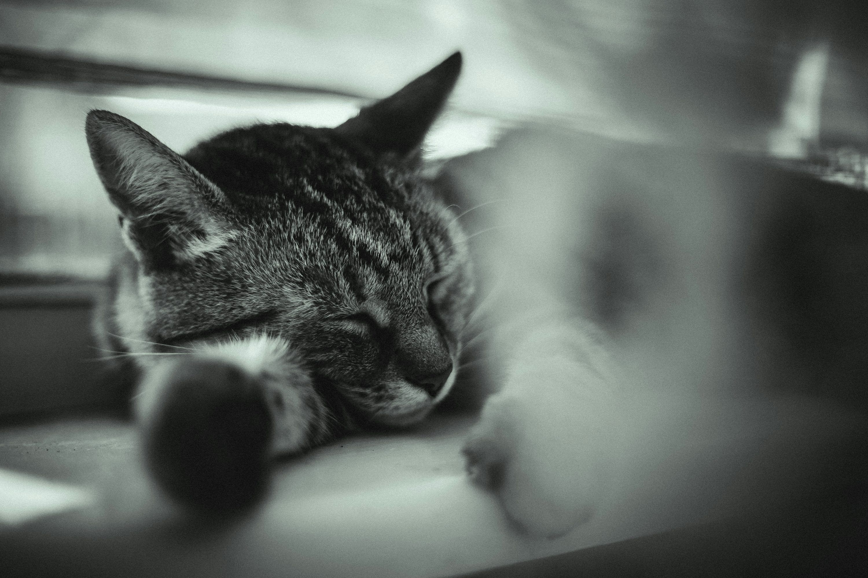 3000x2000 A black and white photo of a cat sleeping photo
