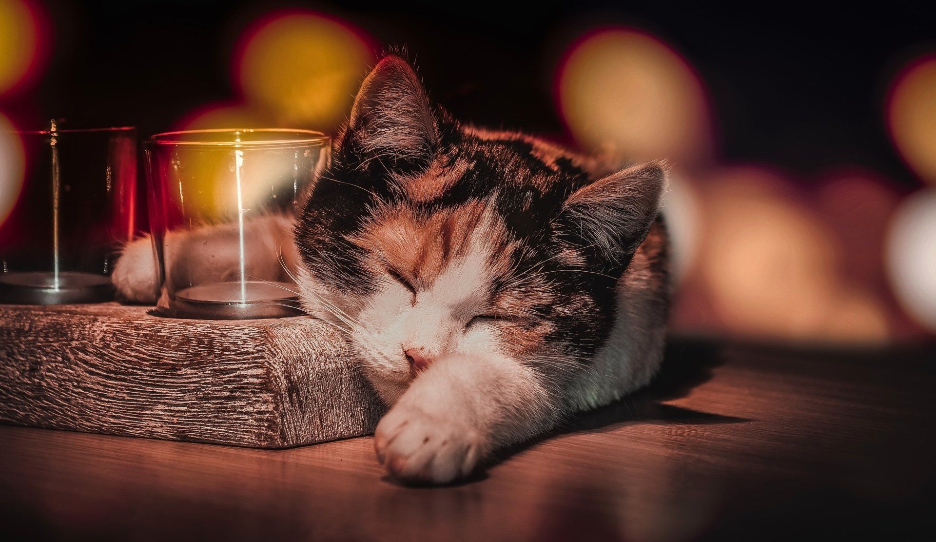 1920x1111 Peaceful Slumber: HD Cat Wallpaper