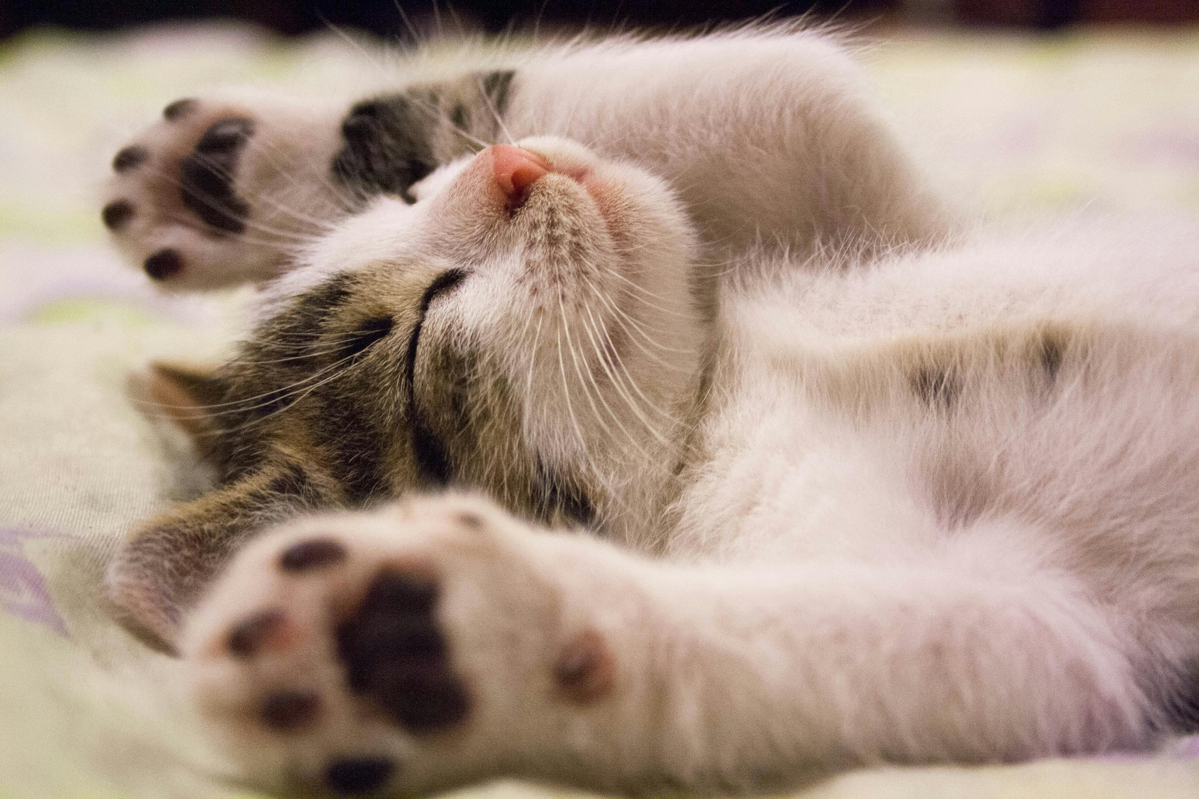 3888x2592 Close Up Photo Of Cute Sleeping Cat · Free