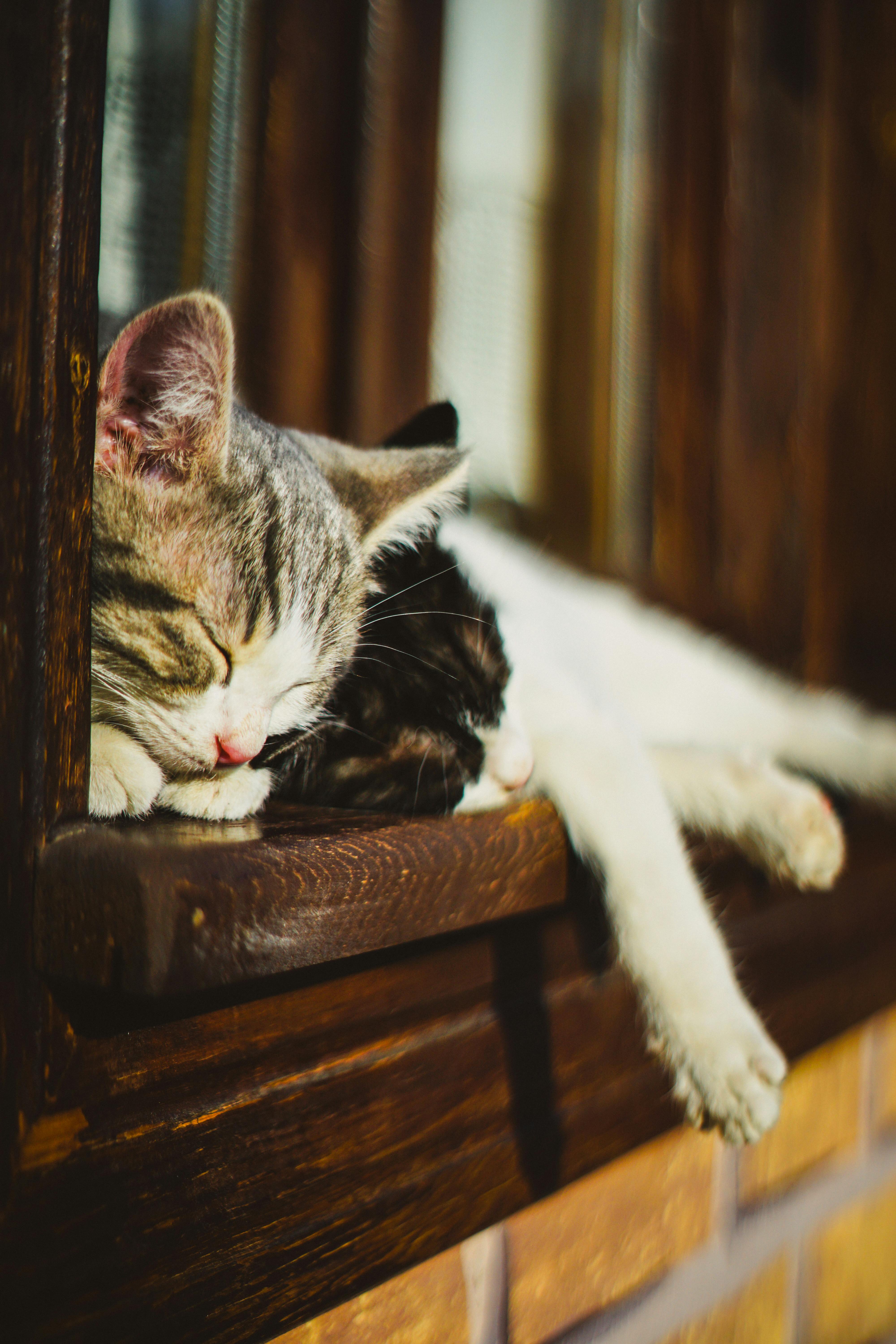 4000x6000 Sleeping Cat on Sunny Window Sill · Free