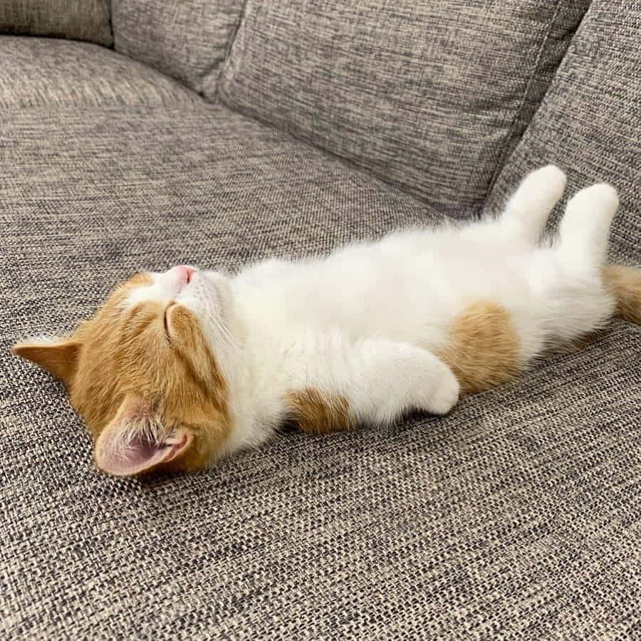 900x900 Download Taking a blissful nap