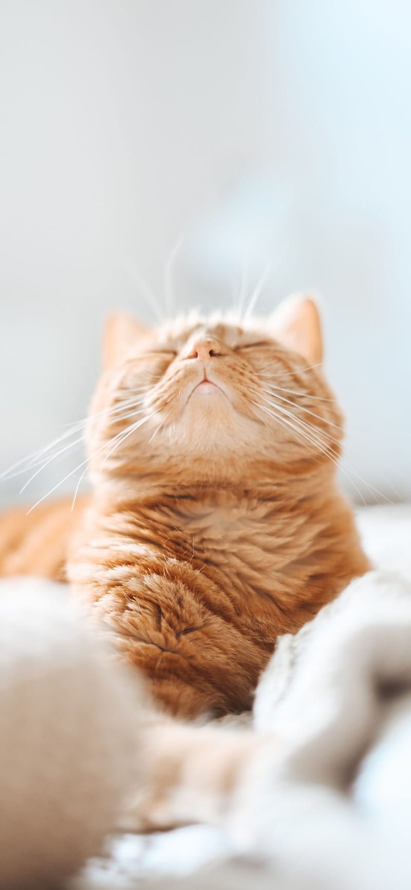 800x1731 Cat sleep, cats, cute, gatito, cat, cats, kitten, meow, orange, HD phone wallpaper