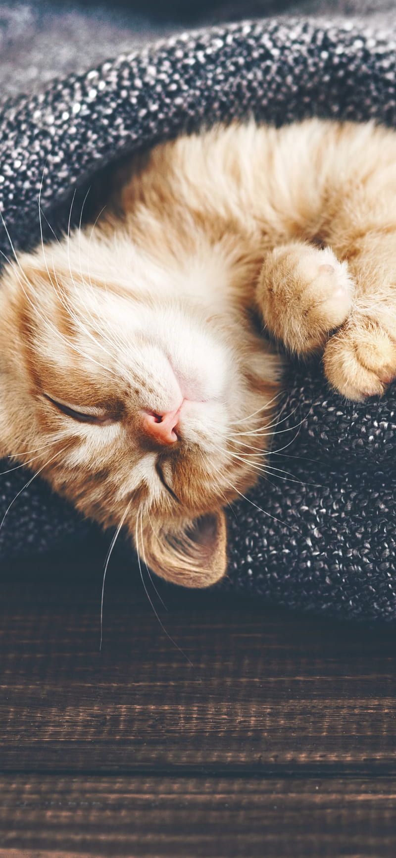 800x1733 Cat, cute, cat, kitten, sleep, HD phone wallpaper