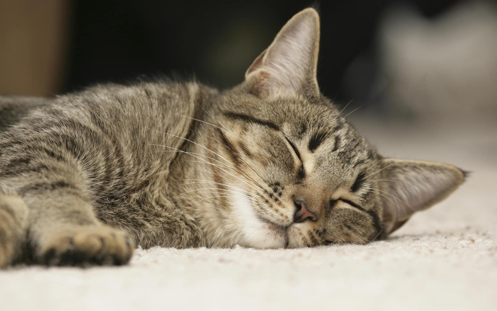 1920x1200 Gorgeous Sleeping Cat Wallpaper Veterinary Hospital