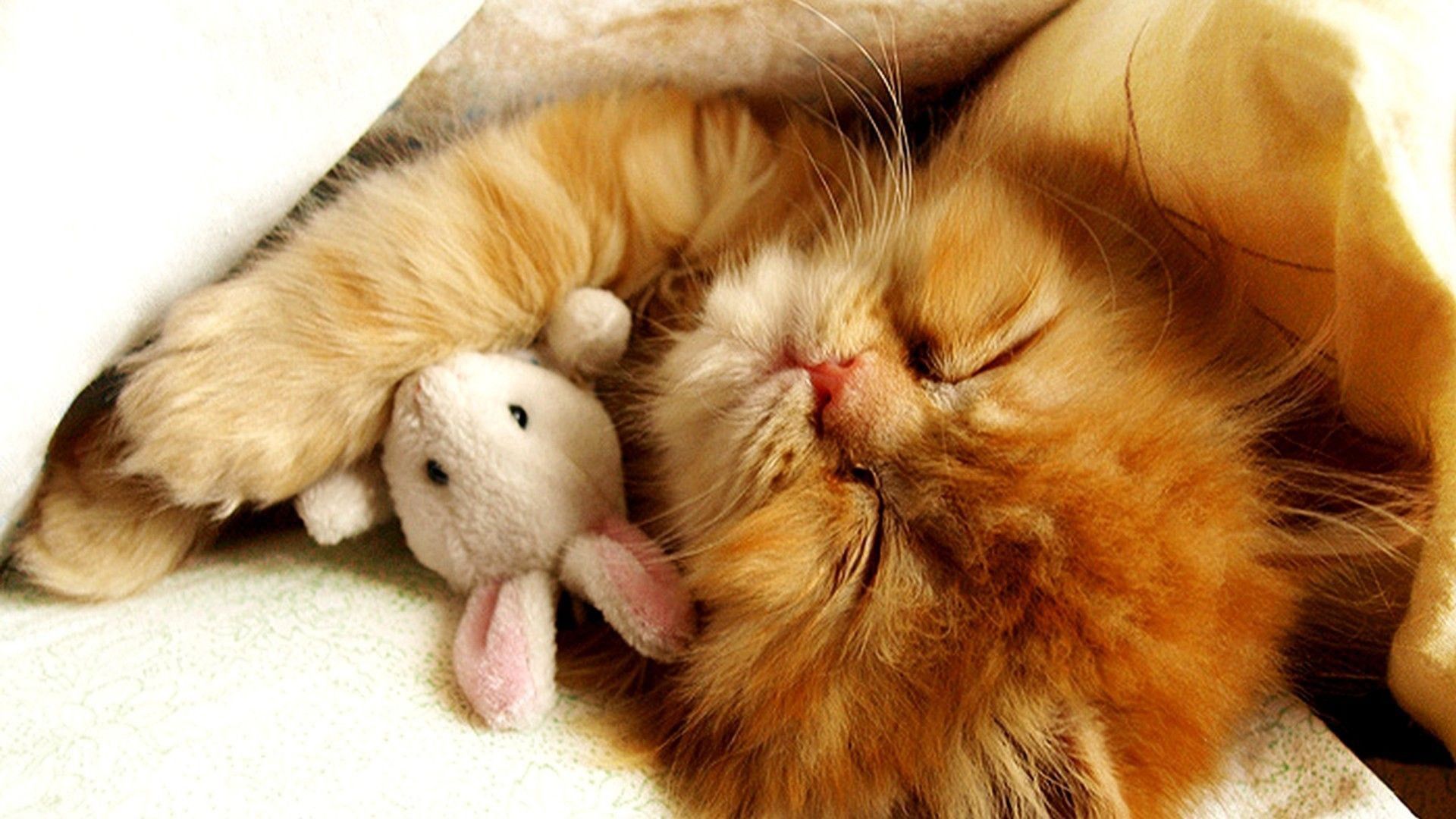 1920x1080 Cute Brown Cat Kitten Is Sleeping With Toy HD Cute Cat Wallpaper