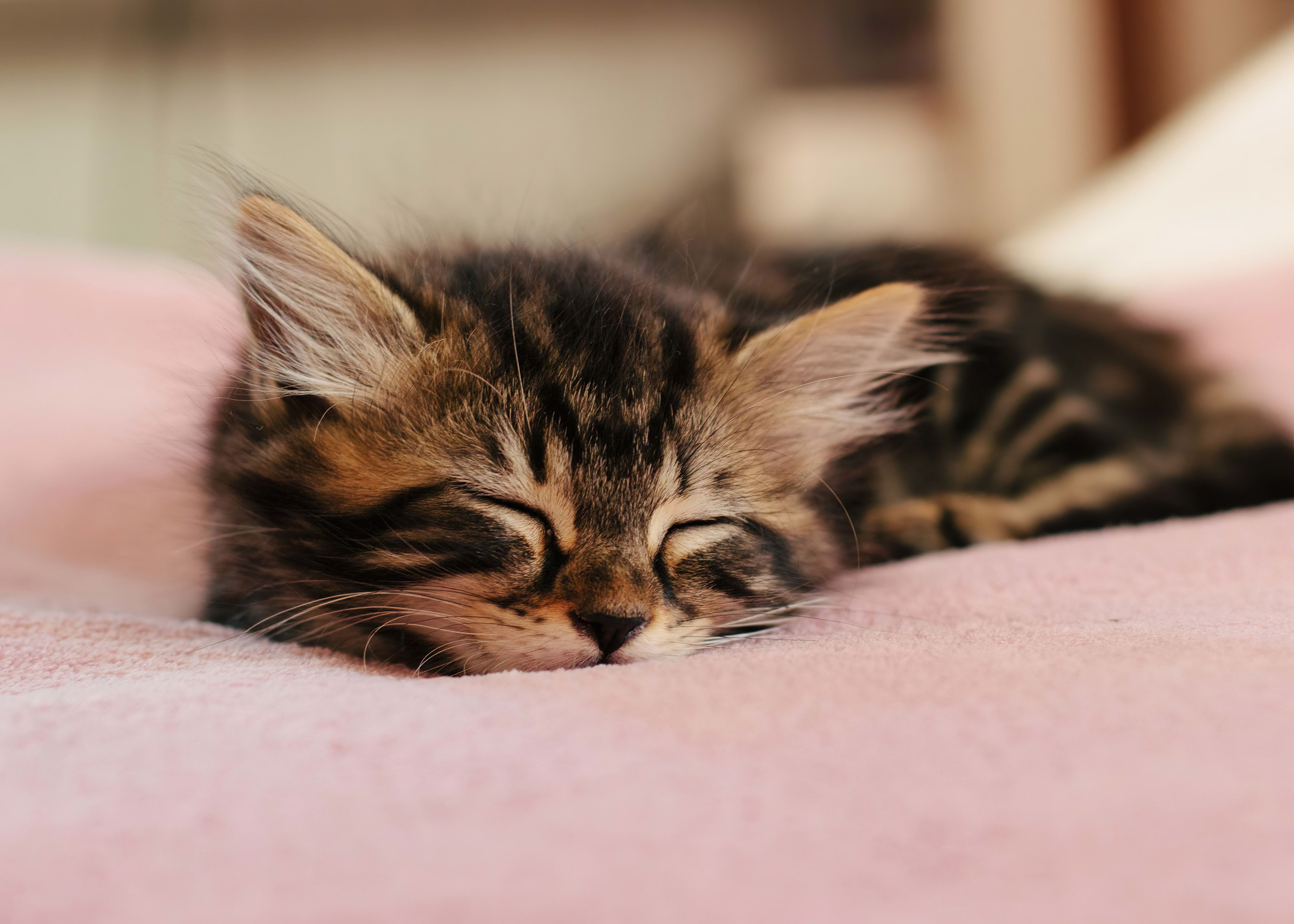 3840x2743 Cute cat Wallpaper and Background