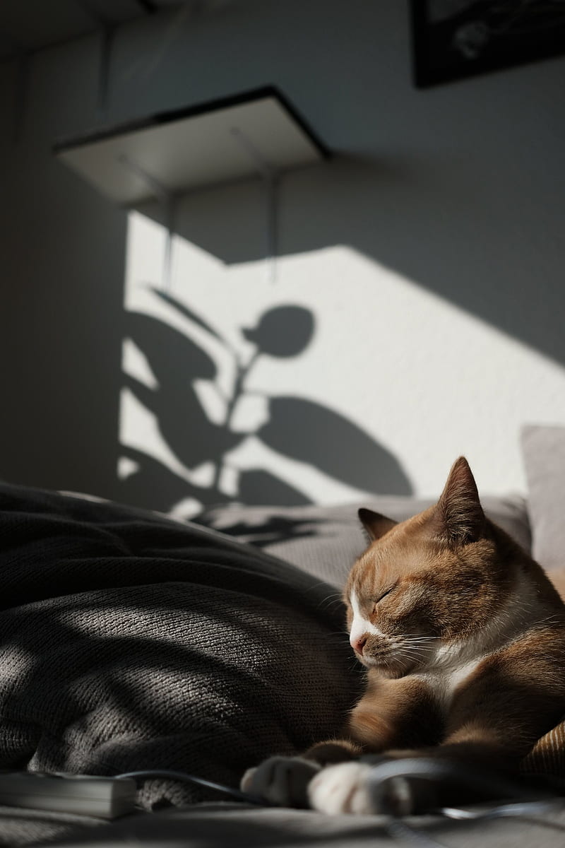 800x1200 HD comfortable cat wallpaper