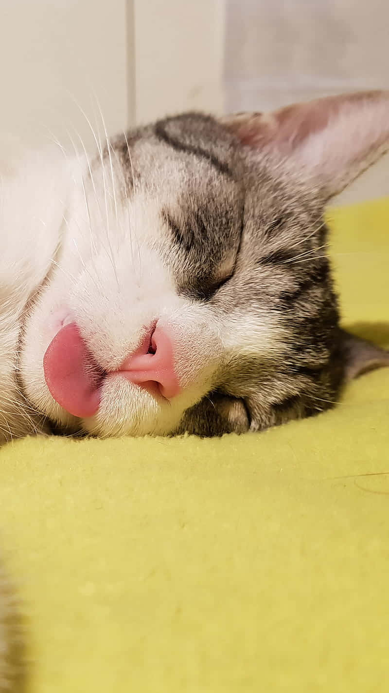 800x1422 Download A Cat Is Sleeping