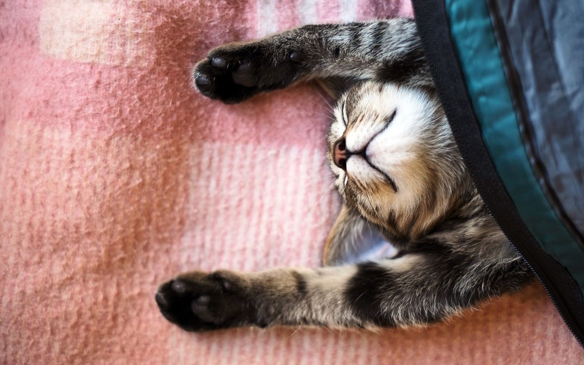 1920x1200 Cute Sleeping Lazy Cat Kitten Desktop Wallpaper
