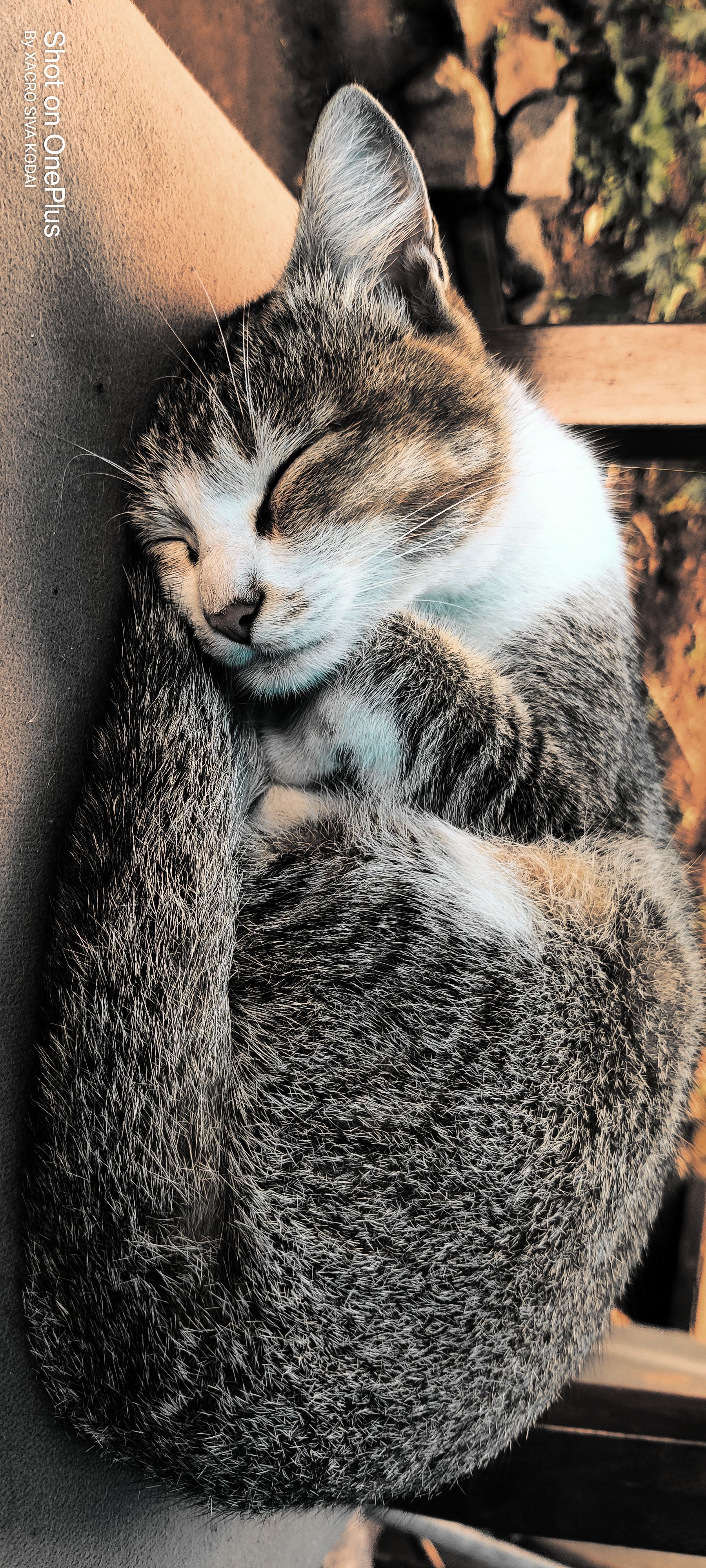 1800x4000 One Plus cat