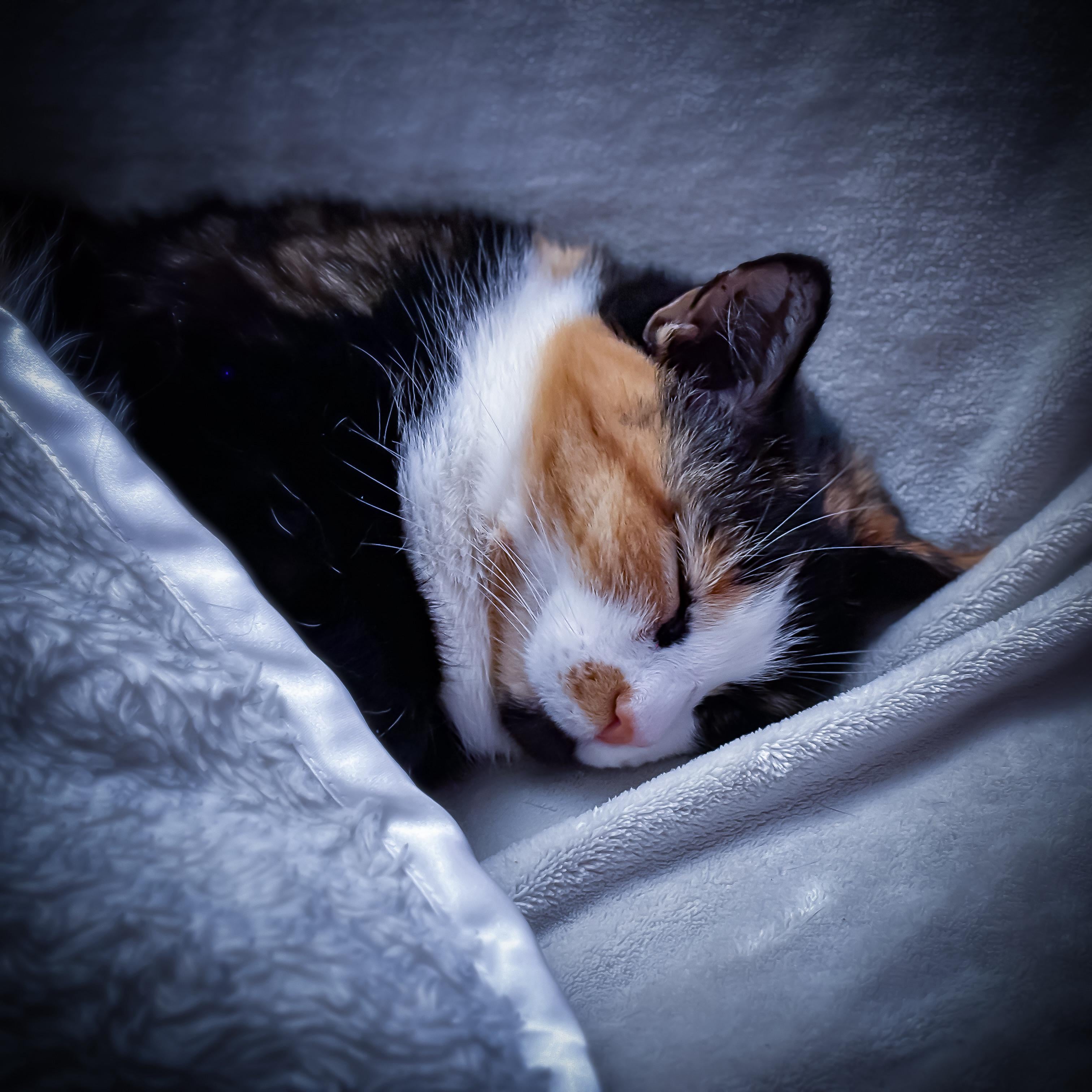 3024x3024 Share a sleeping cat picture