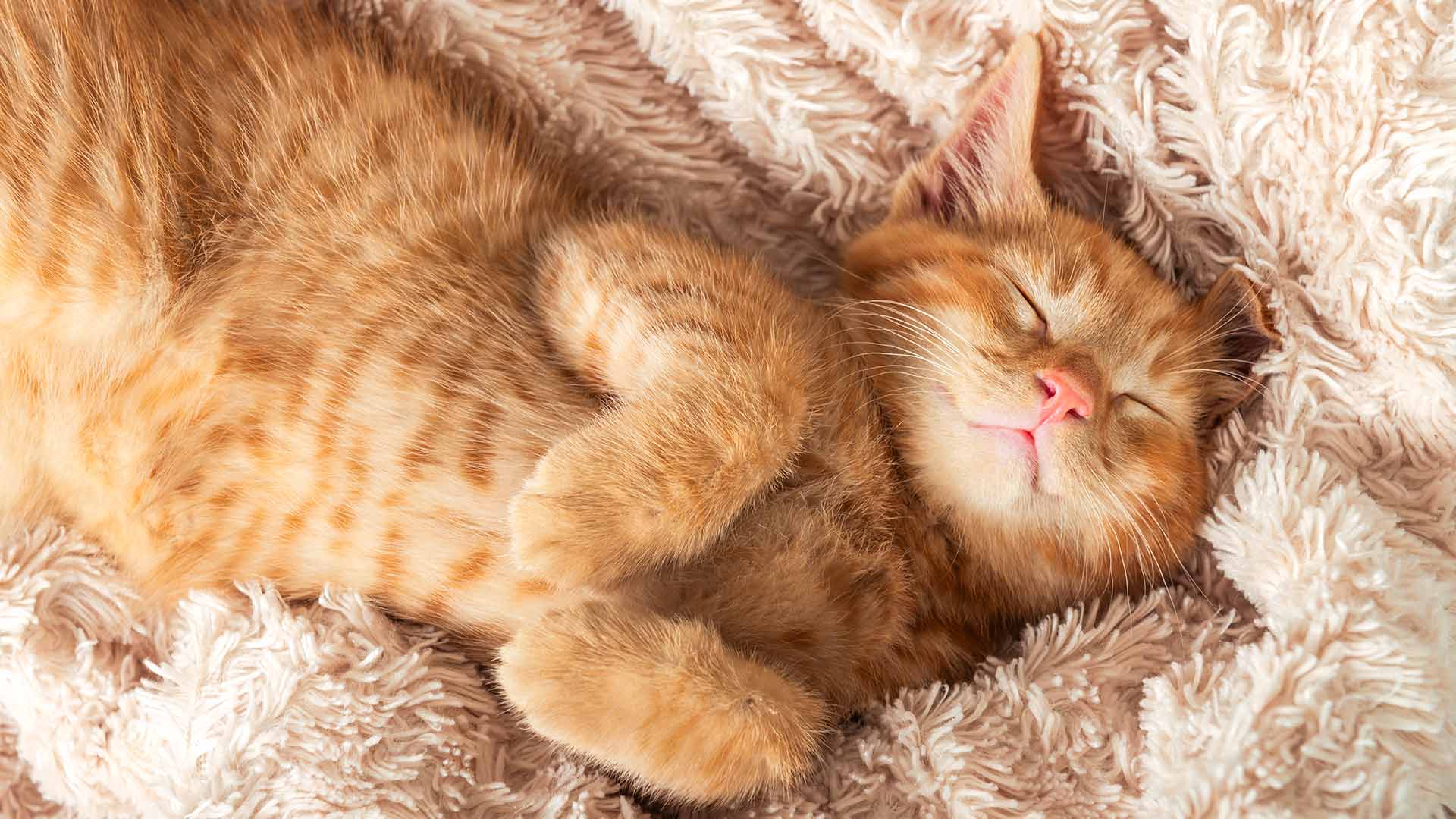 1920x1080 Where Do Cats Prefer to Sleep?