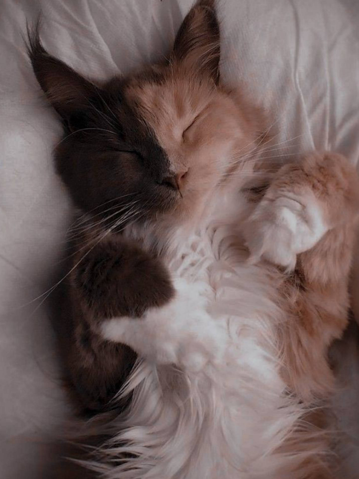 1440x1920 Download Sleeping Cute Cat Aesthetic Wallpaper