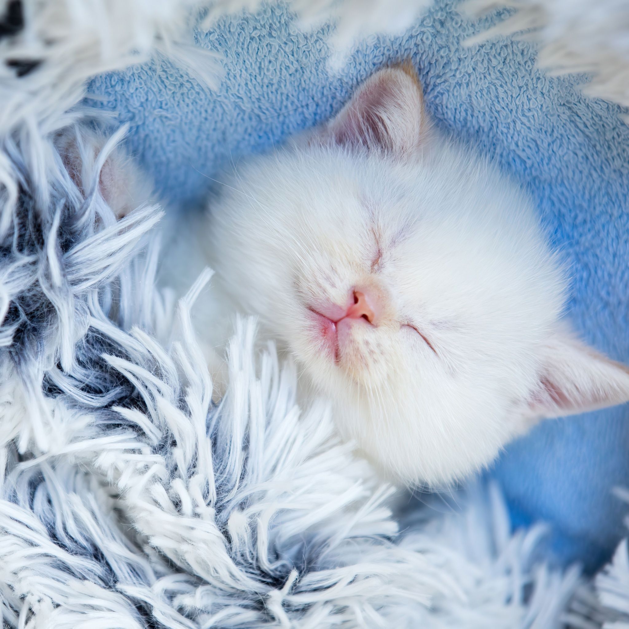 2048x2048 Cute Kitten Wallpaper 4K, Sleeping, Furry, Adorable
