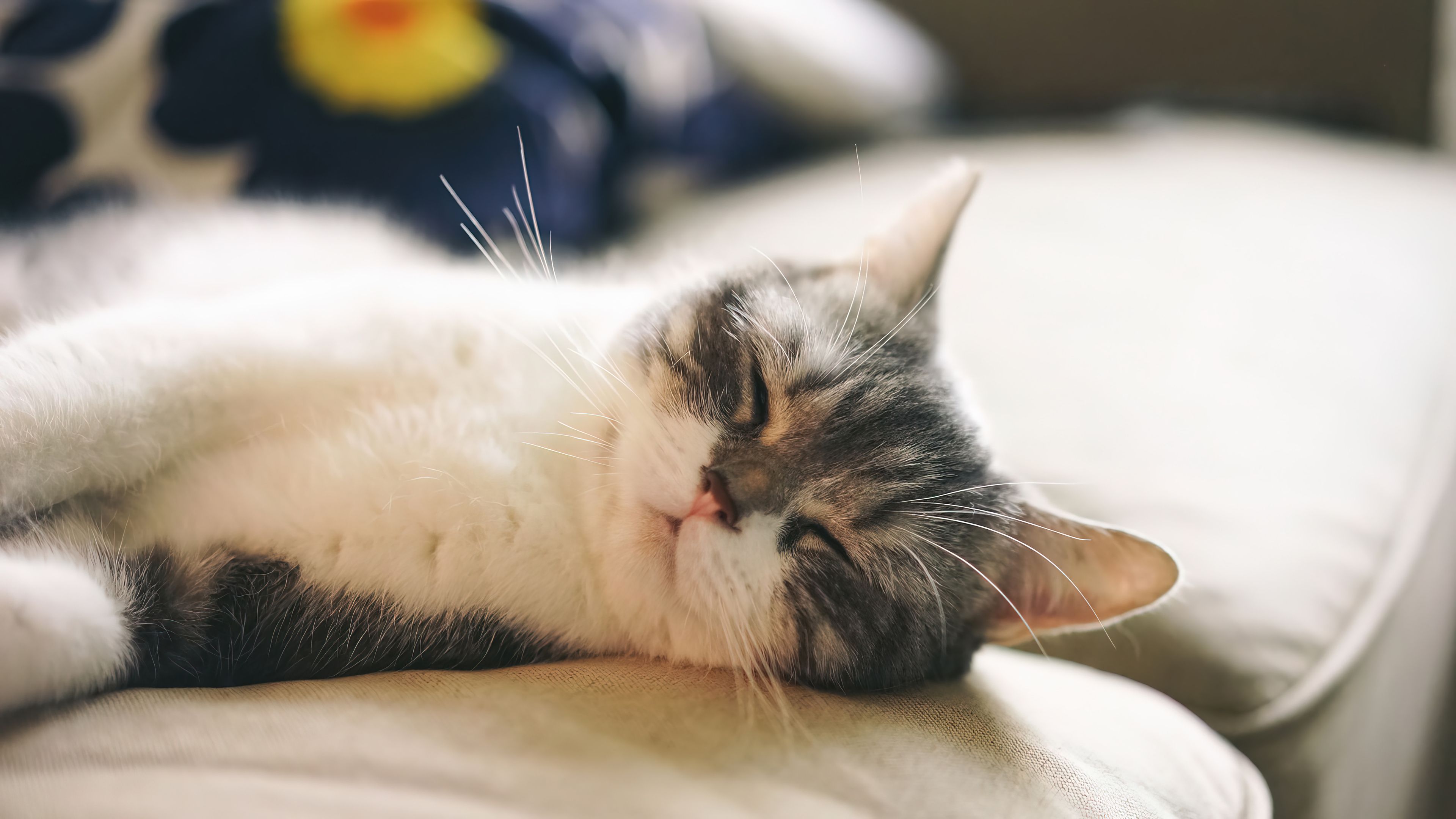 3840x2160 Cute cat sleeping on the sofa Desktop wallpaper 1920x1080