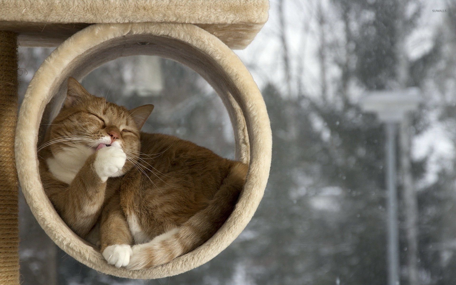 1920x1200 Sleepy cat wallpaper wallpaper