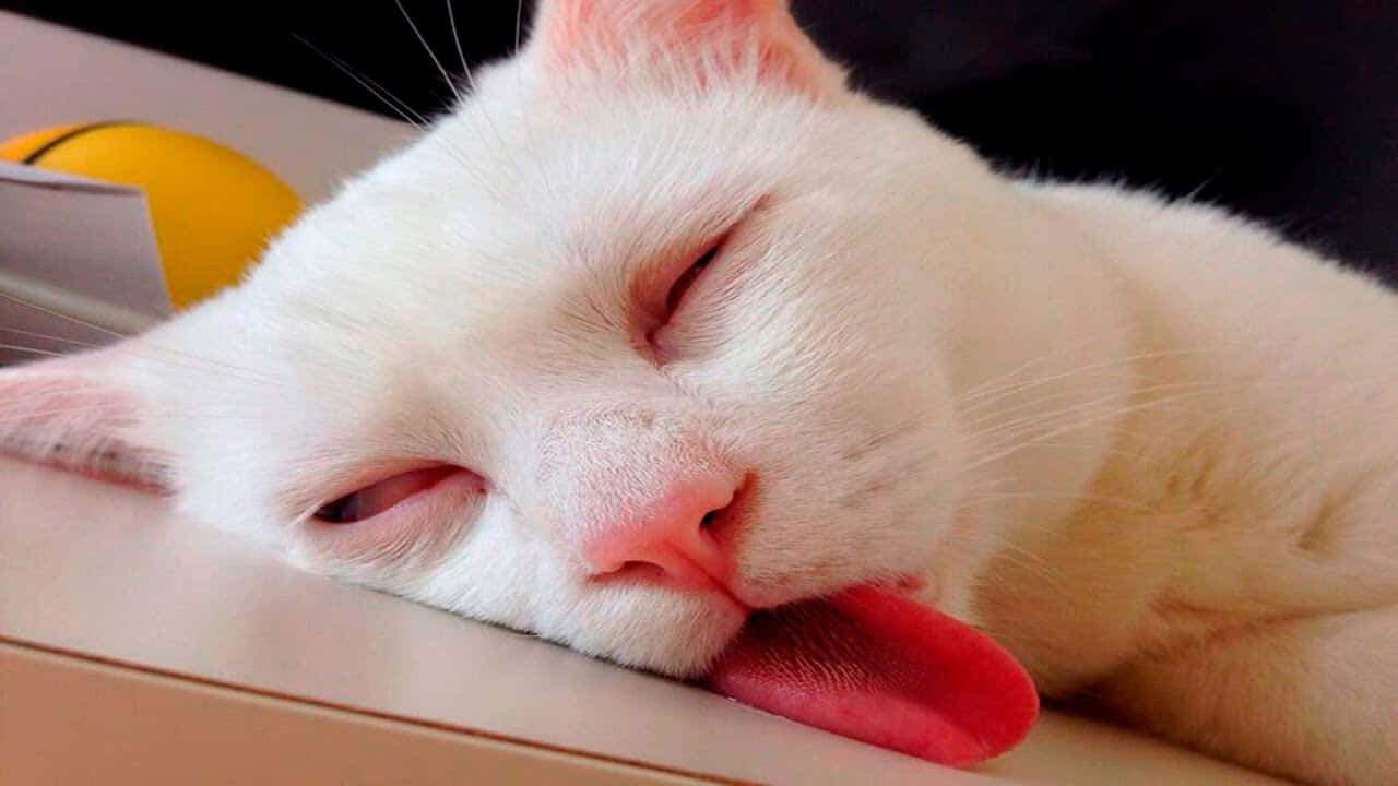 1280x720 Sleeping Cat Picture
