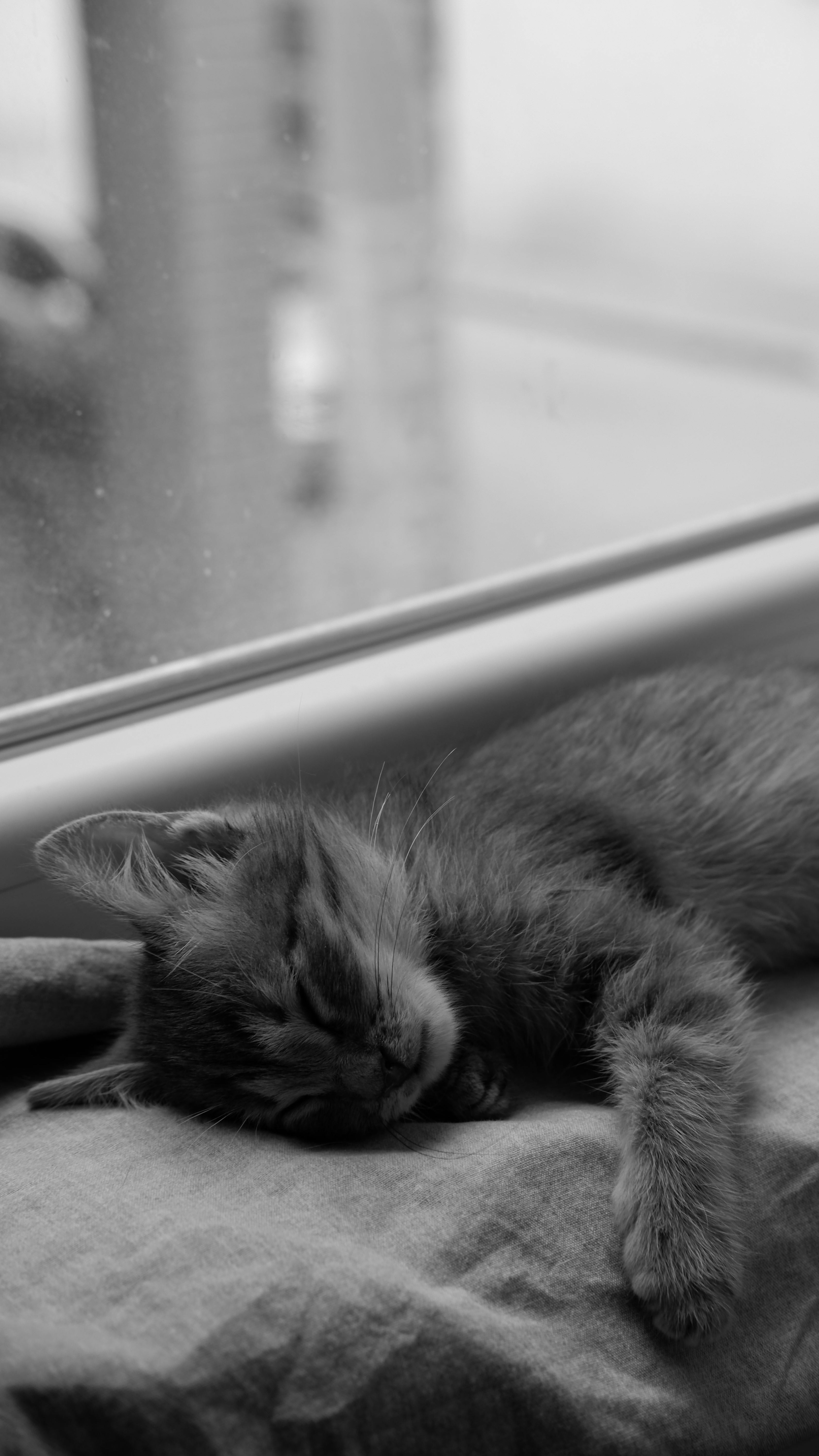3375x6000 Grayscale Photo of a Cat Sleeping · Free
