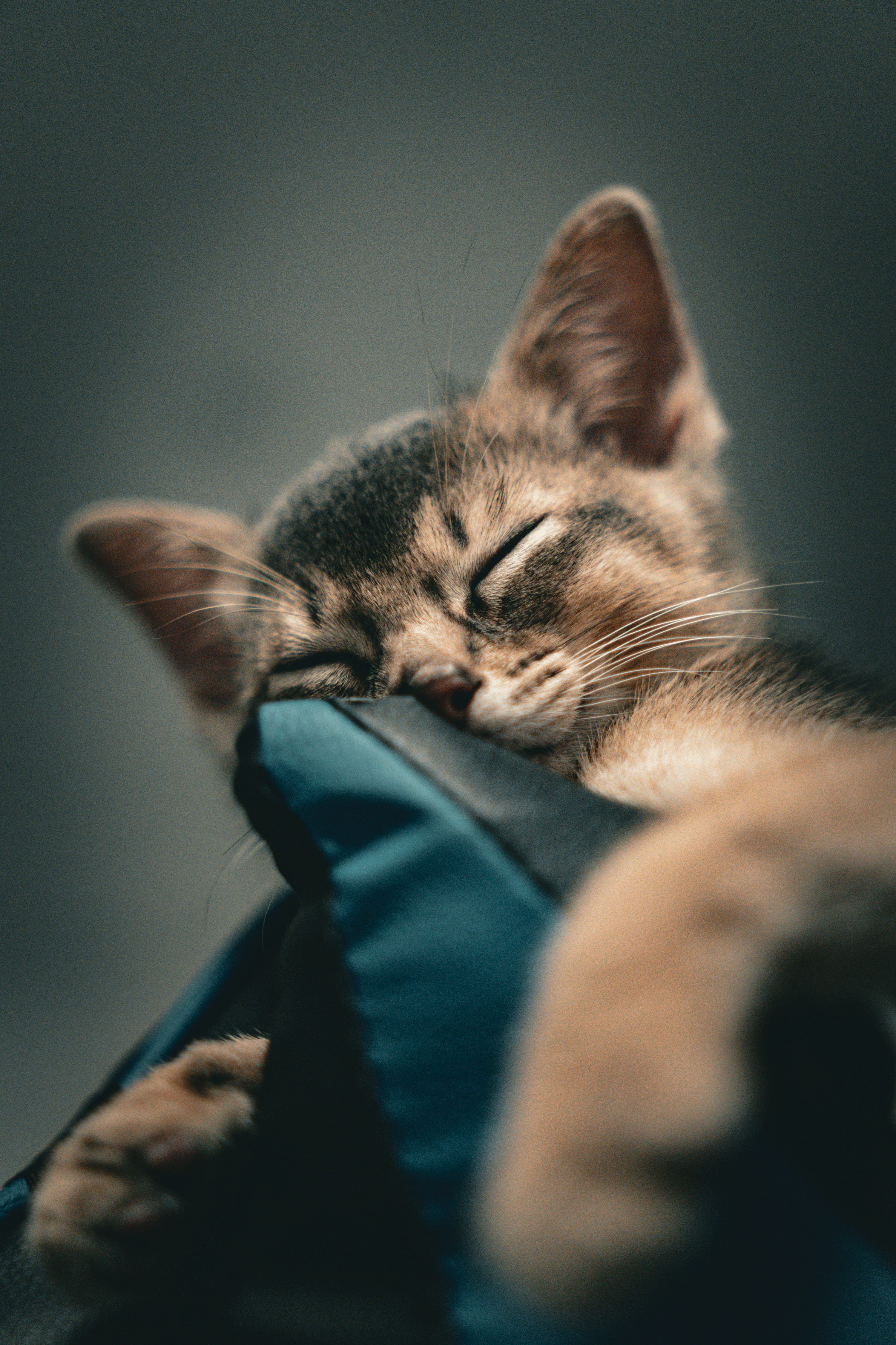 3000x4500 Sleeping Kitten Picture. Download Free Image
