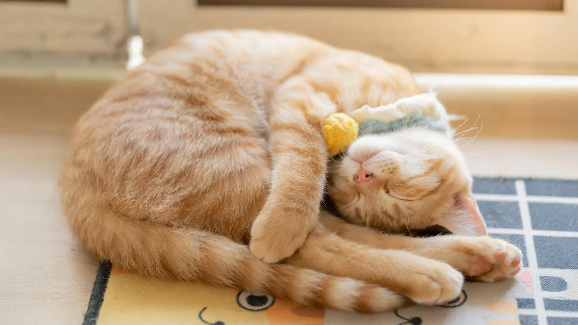 1920x1080 Why cats prefer sleeping on their left side—and how it might help them survive