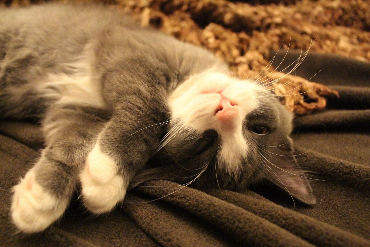 1280x853 Sleeping Cat Rest Tired