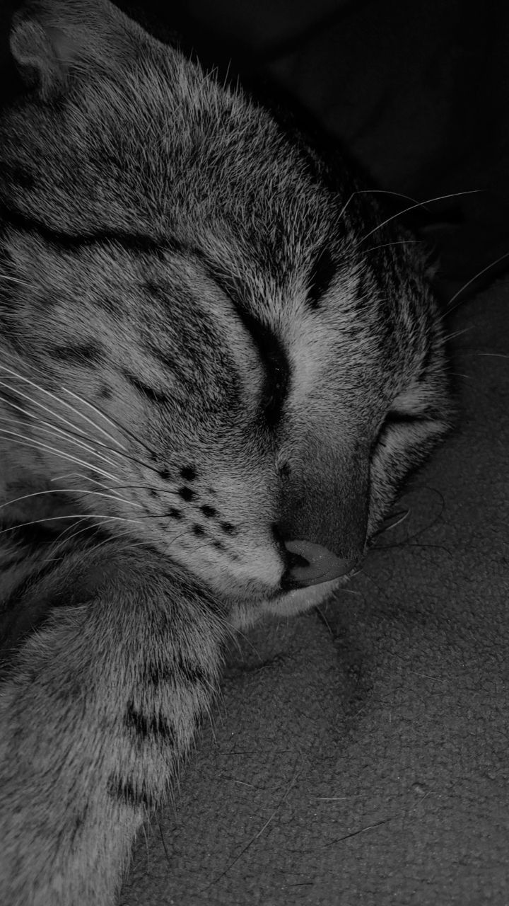 720x1280 catpin