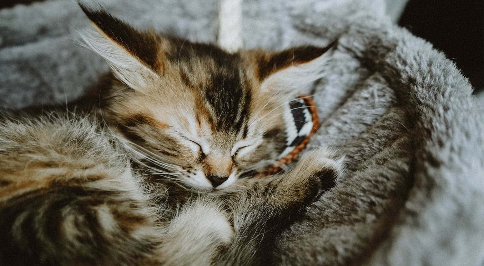 1548x851 Download Catch Some ZZzz's