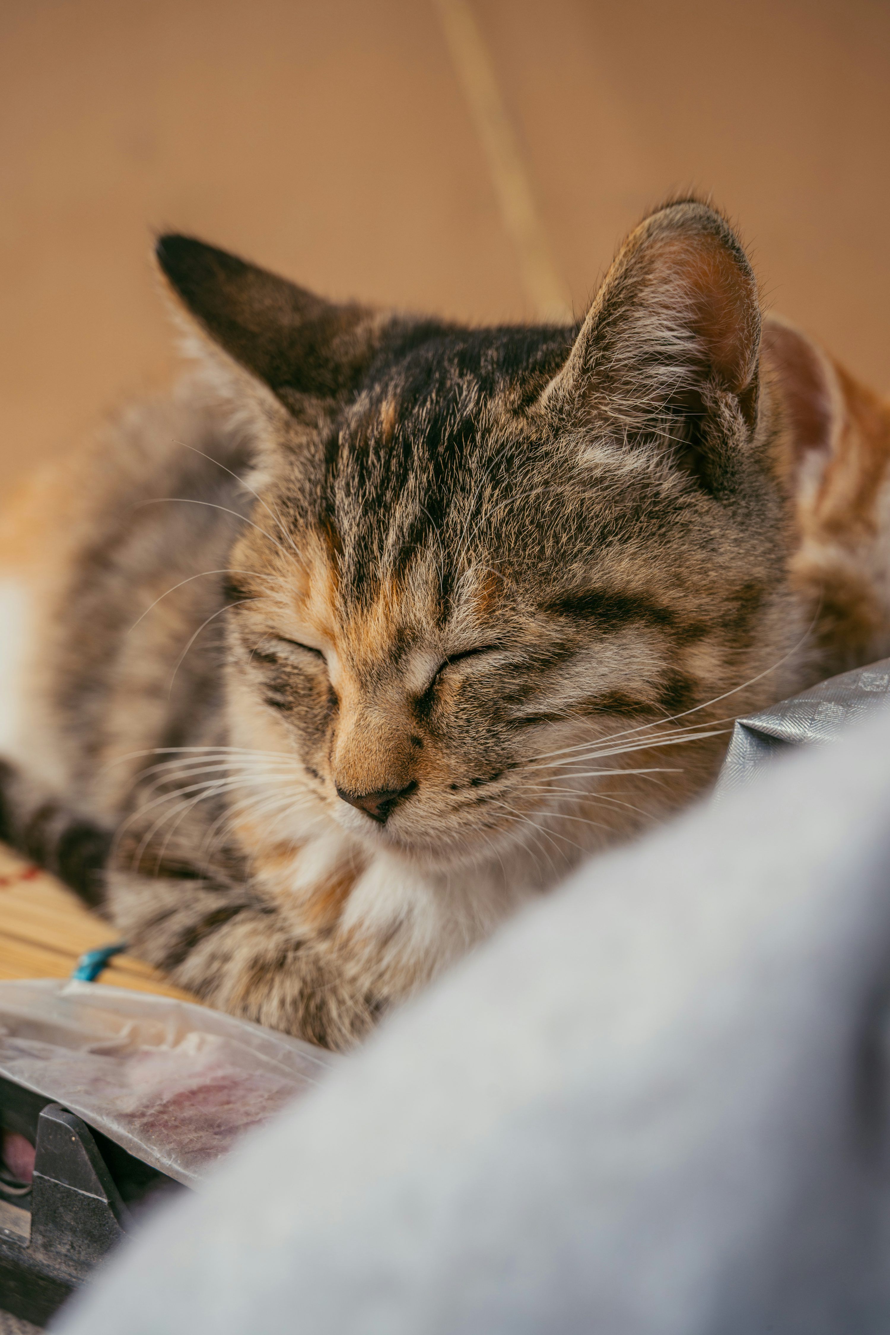 3000x4500 A tabby cat sleeps peacefully on a surface. photo