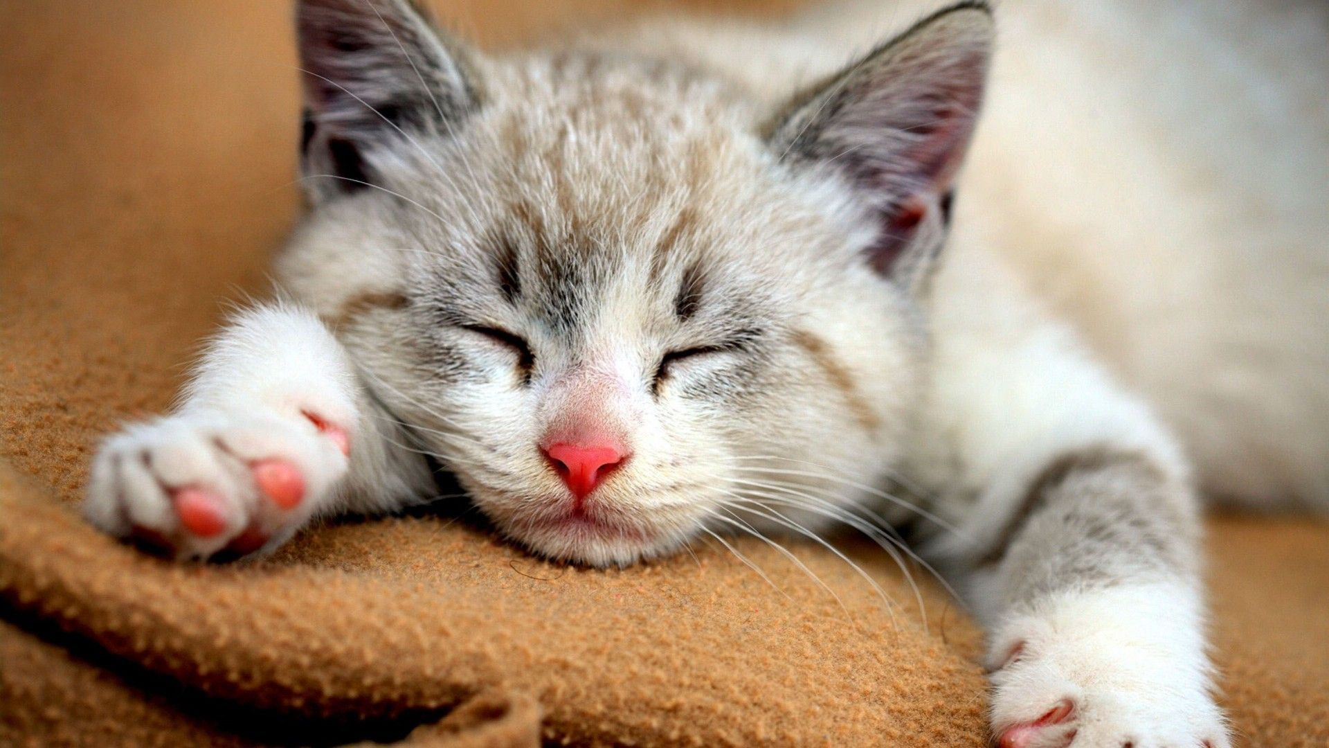 1920x1080 Black White Cute Cat Sleeping On Cloth Funny Cat HD Cute Cat Wallpaper