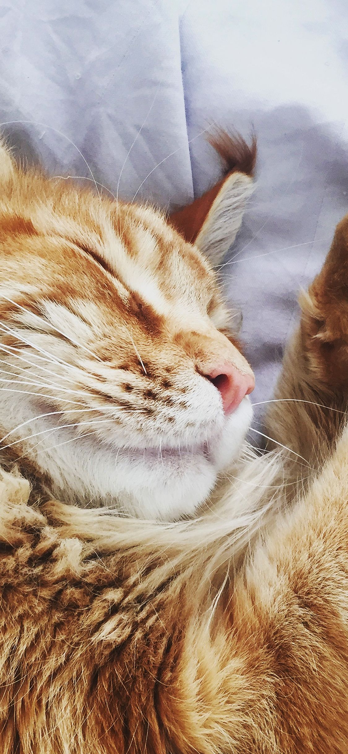1125x2436 iPhone X wallpaper. cat nap sleeping animal cute orange