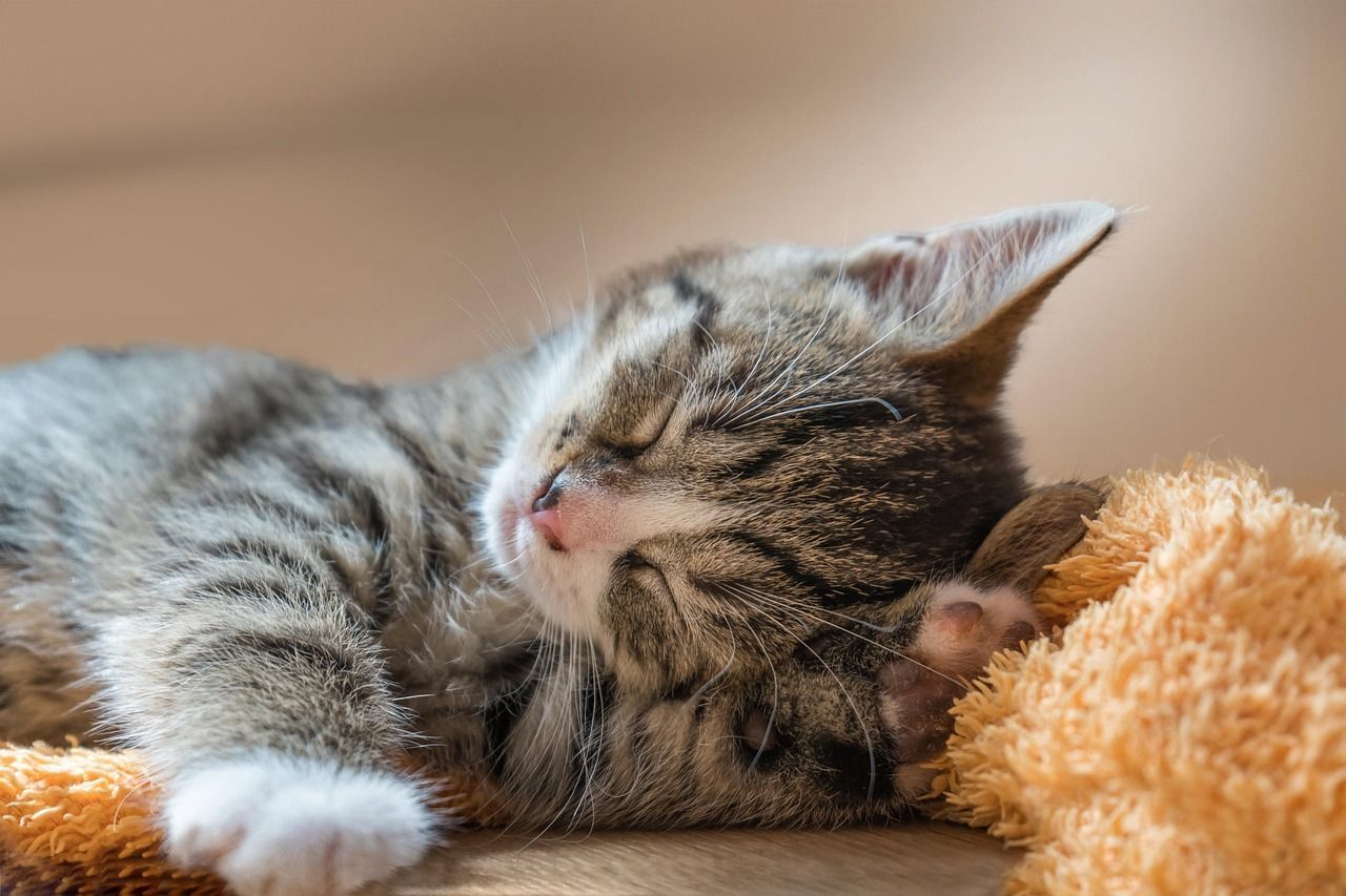 1280x853 Cat Asleep Small