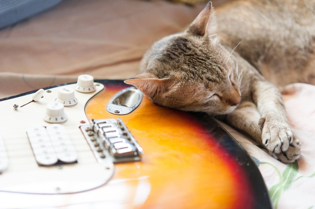 1203x800 Clumsy Kitten Napping on Dad's Guitar Is the Definition of Cuteness Overload