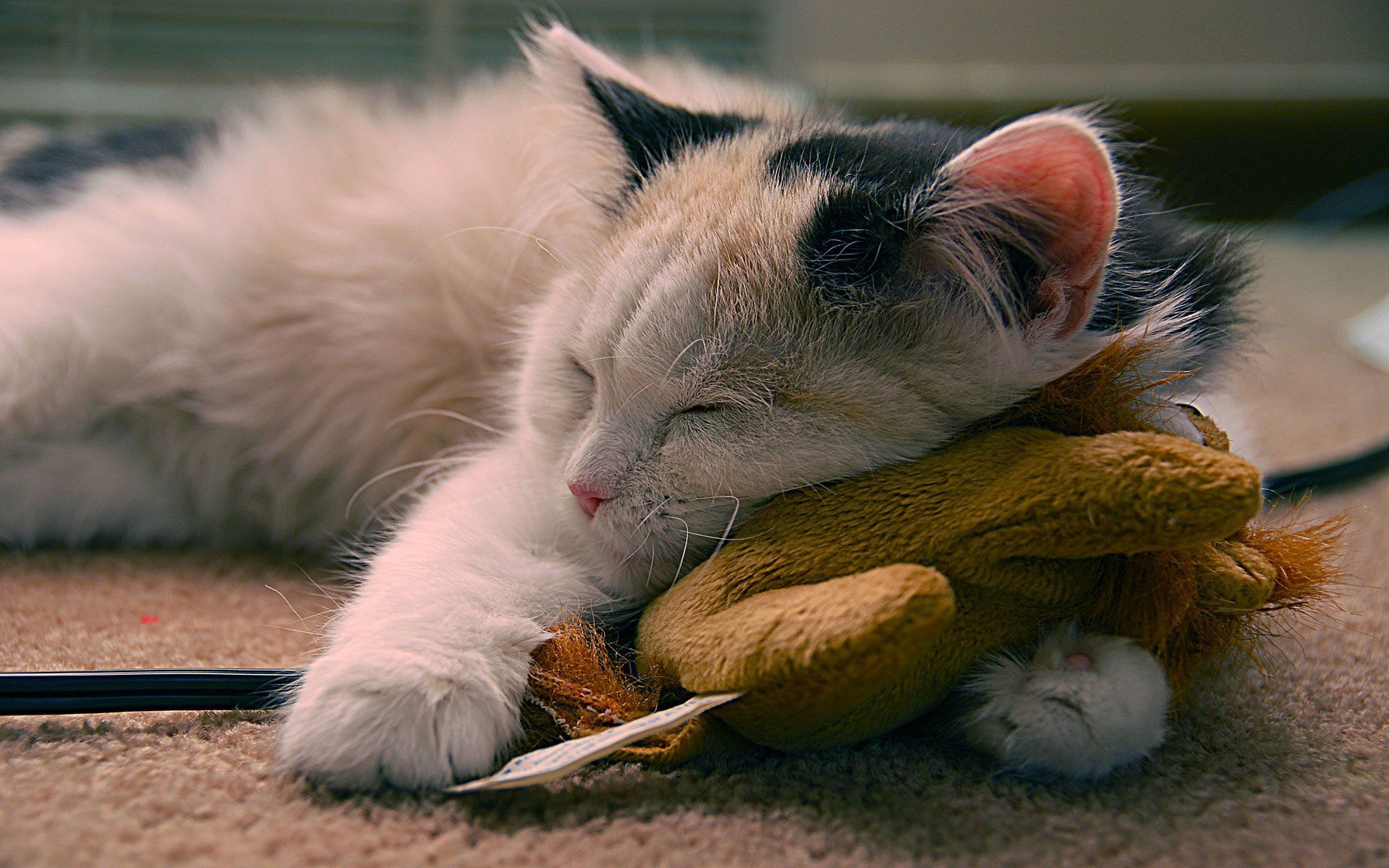 1920x1200 Adorable Sleeping Kitten HD Wallpaper