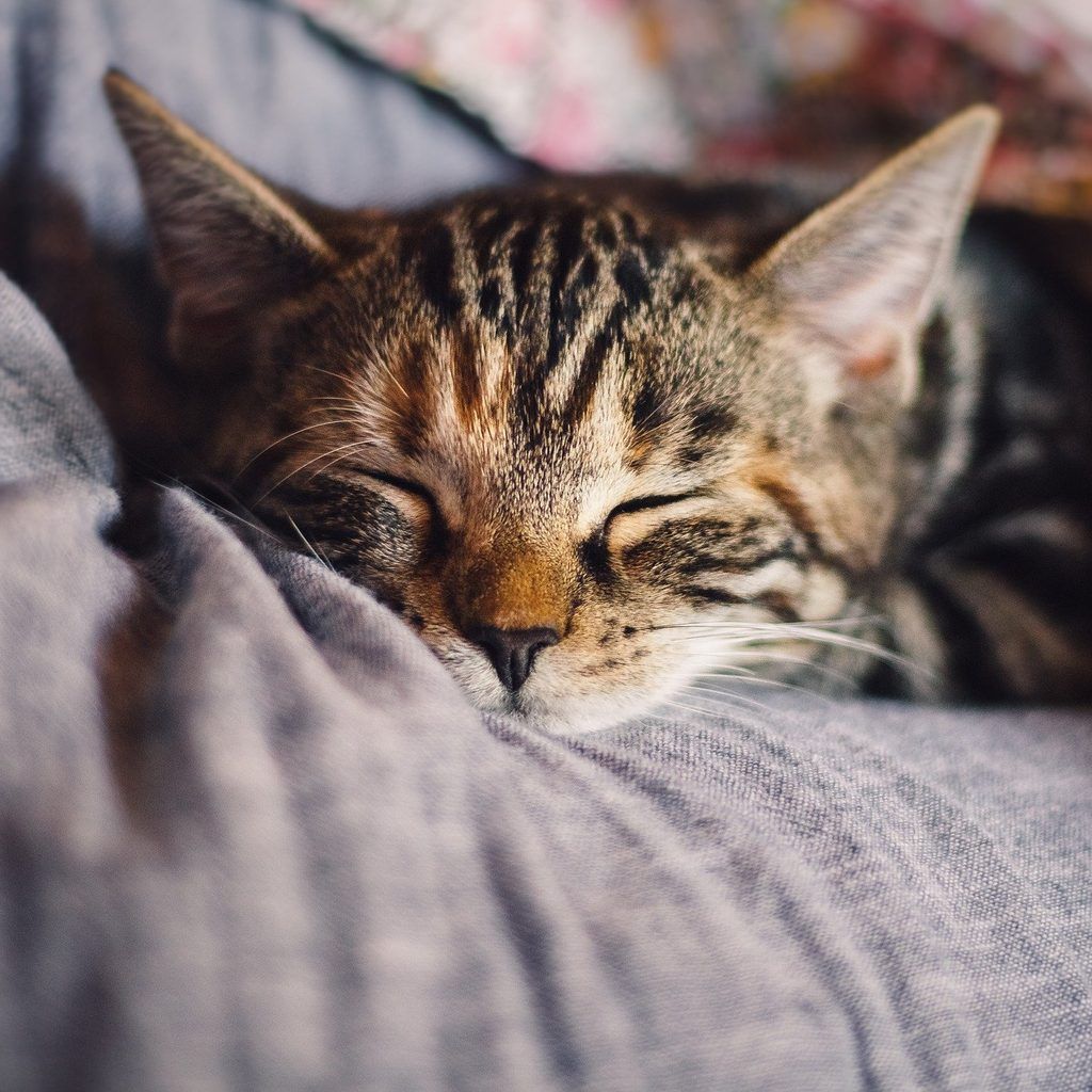 1024x1024 Your Cat Will Catch Some Z's in These Preferred Spots